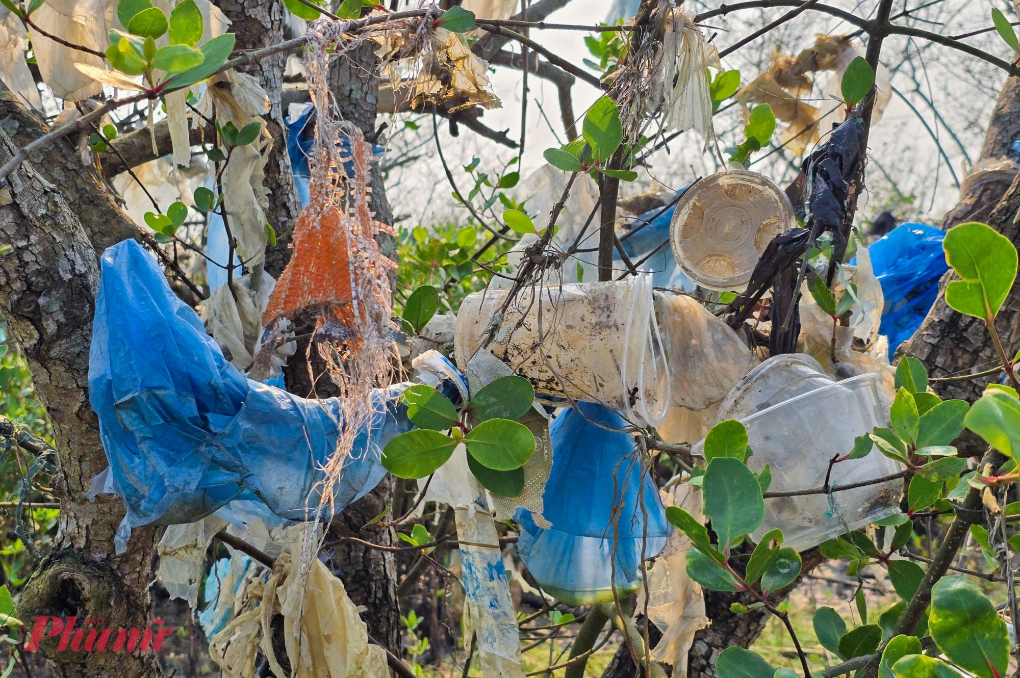 Ngoài túi ni lông chiếm phần lớn, rác thải còn gồm chai nhựa, xốp và nhiều vật dụng sinh hoạt khác, bám dày đặc trên các tán cây bần.