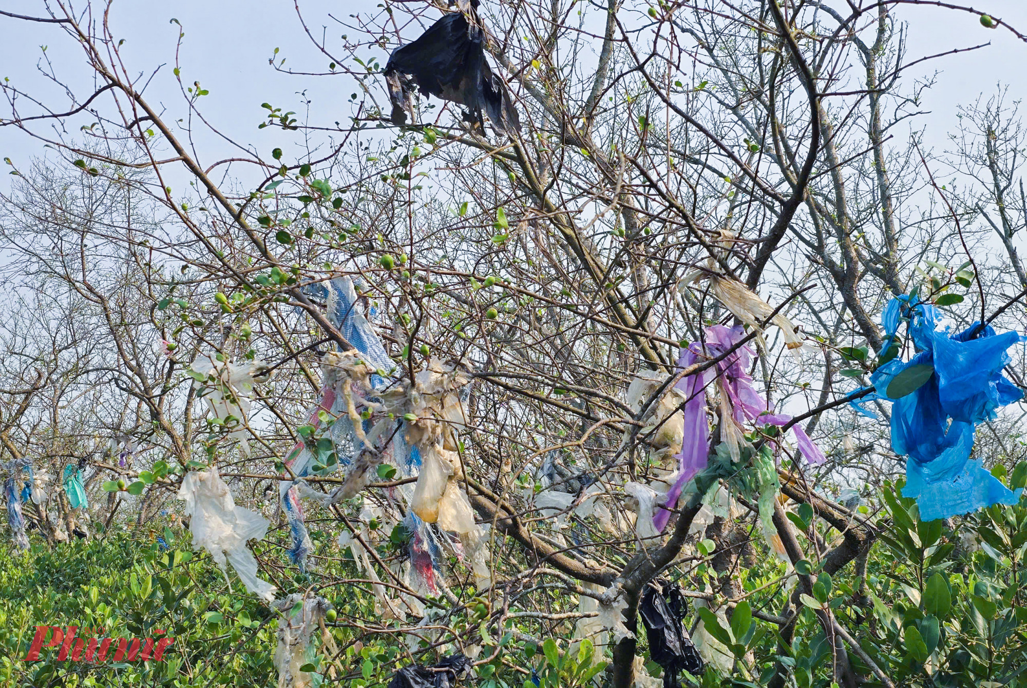 Bị rác thải bủa vây, nhiều cây bần không thể sinh trưởng bình thường. Những túi ni lông bám chằng chịt trên cành đã cản trở quá trình đâm chồi, khiến lá không thể nhú lên; lâu dần cây khô héo, suy kiệt rồi chết mòn theo thời gian.