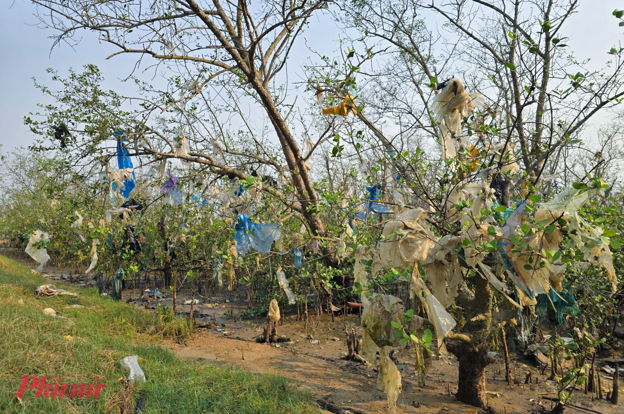 Tuy nhiên, nhiều diện tích rừng bần dọc đê sông Lam , đặc biệt là đoạn qua địa phận phường Vinh Lộc đang dần biến thành những “cánh rừng rác”. 