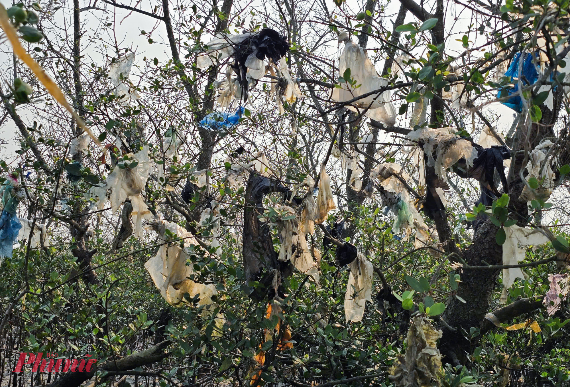 Mỗi khi nước lũ trên sông Lam dâng cao rồi rút nhanh, dòng chảy lại cuốn theo một lượng lớn rác thải từ thượng nguồn đổ về. Một phần rác bị cuốn trôi ra biển, nhưng phần lớn vẫn mắc lại trên thân, cành cây và dọc bờ sông. Khi nước rút, cả khu rừng bần lộ ra với những “cây rác” đủ loại, phủ kín từng tán lá, cành cây.