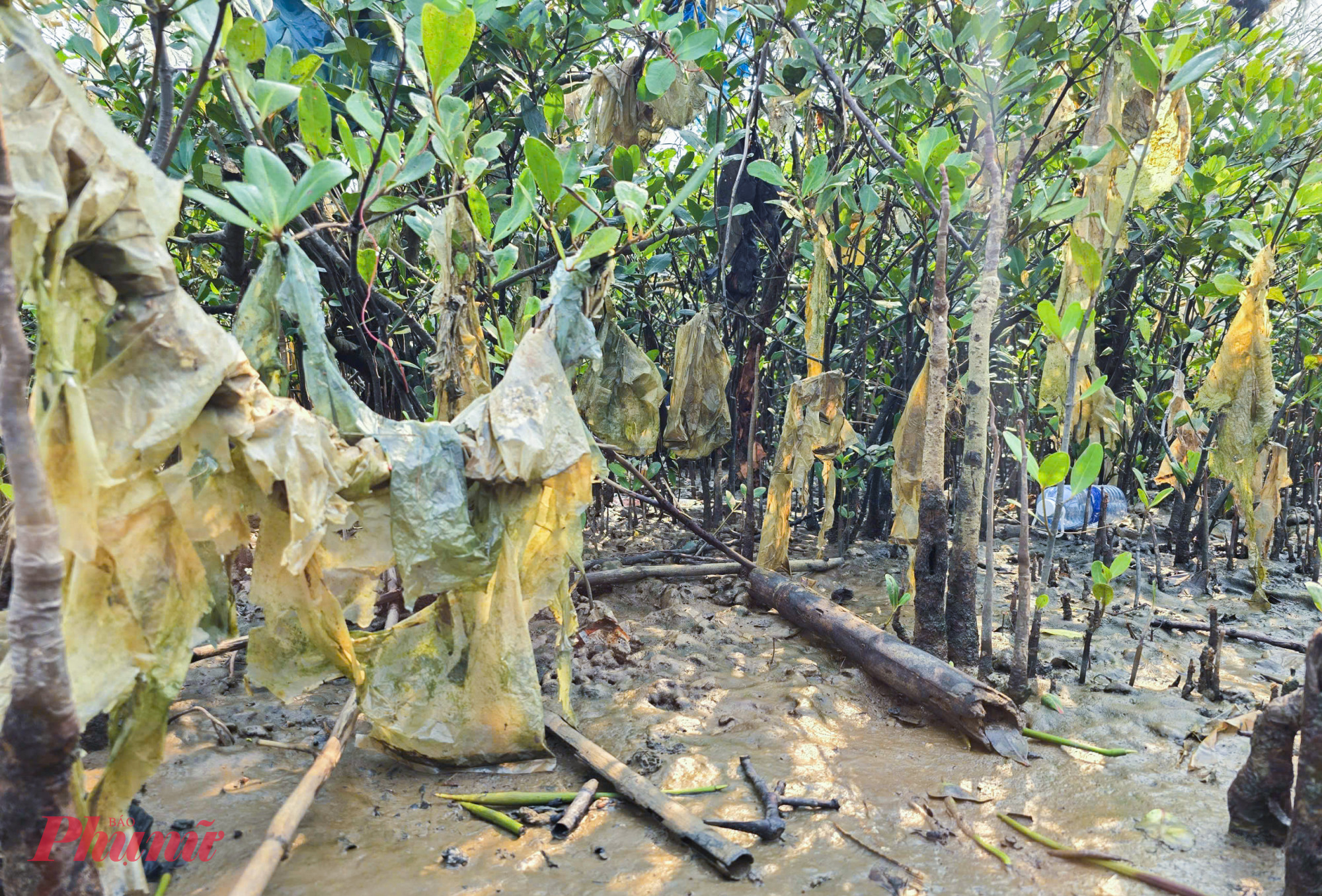 Không chỉ gây hại cho cây rừng, rác thải còn đe dọa trực tiếp đến hệ sinh thái và nguồn lợi thủy sản trong khu rừng bần.