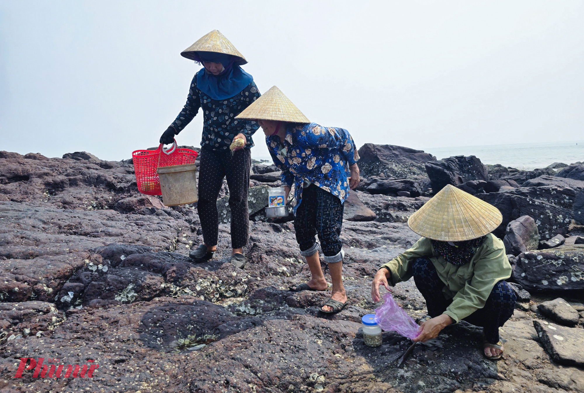 Bà Nguyễn Thị Luyến (73 tuổi, trú xóm Bắc Châu, xã Hải Lộc, tỉnh Nghệ An) cho biết, người đi đục hàu chủ yếu là phụ nữ, bởi công việc này không chỉ cần sức mà hơn hết là sự cần mẫn, tỉ mỉ và đôi tay khéo léo. Người dân thường tranh thủ con nước rút để ra bãi đá “hái lộc trời”. Dụng cụ chỉ là thanh sắt tự chế và hộp nhựa để đựng thành phẩm.
