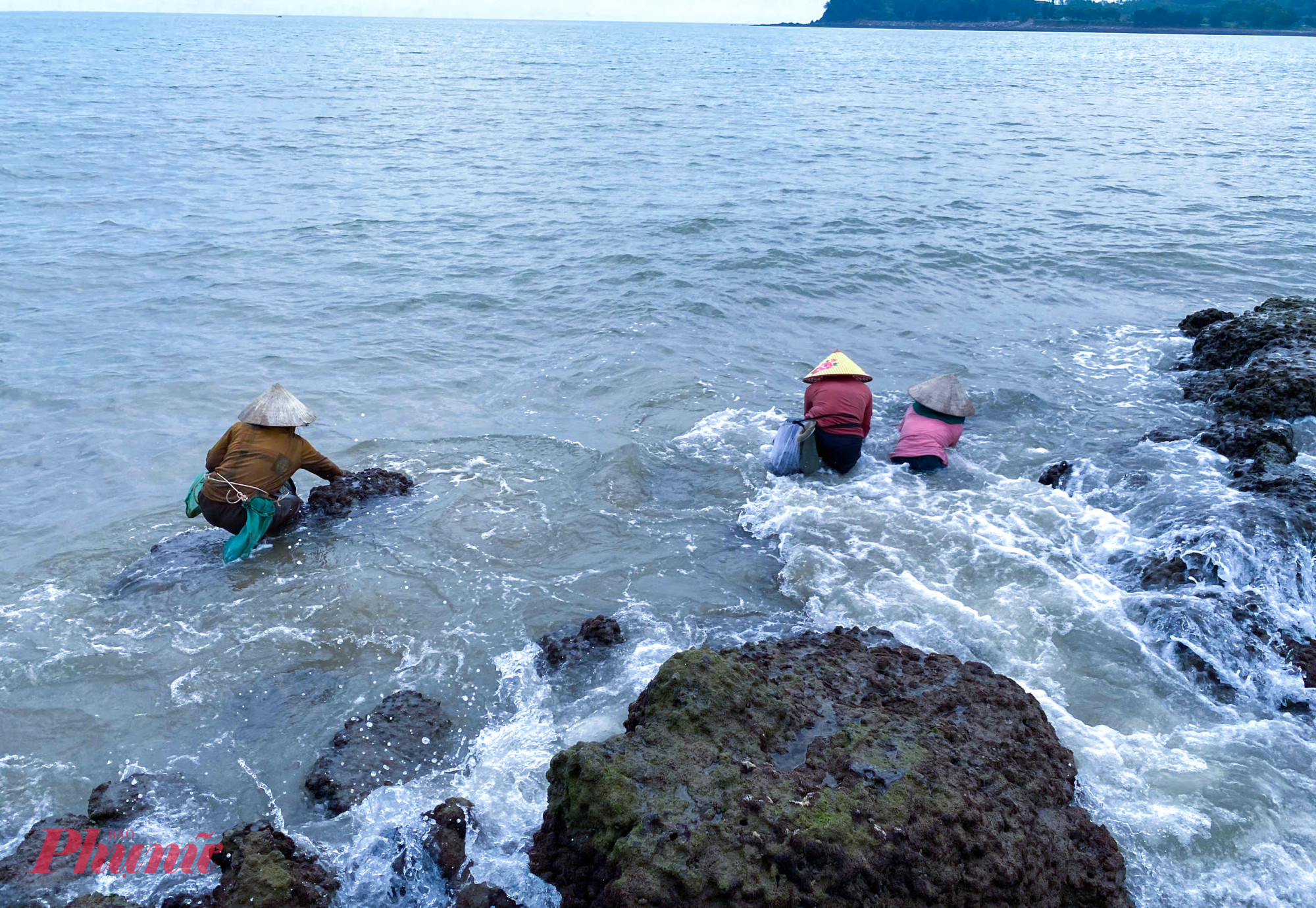 Trong khi những người đục hàu trên những bãi đá phải khom lưng mưu sinh thì nhiều người khác lại chọn ngụp lặn dưới nước biển, cách bãi đá chừng 1-2m để lấy rong biển, câu cá. 