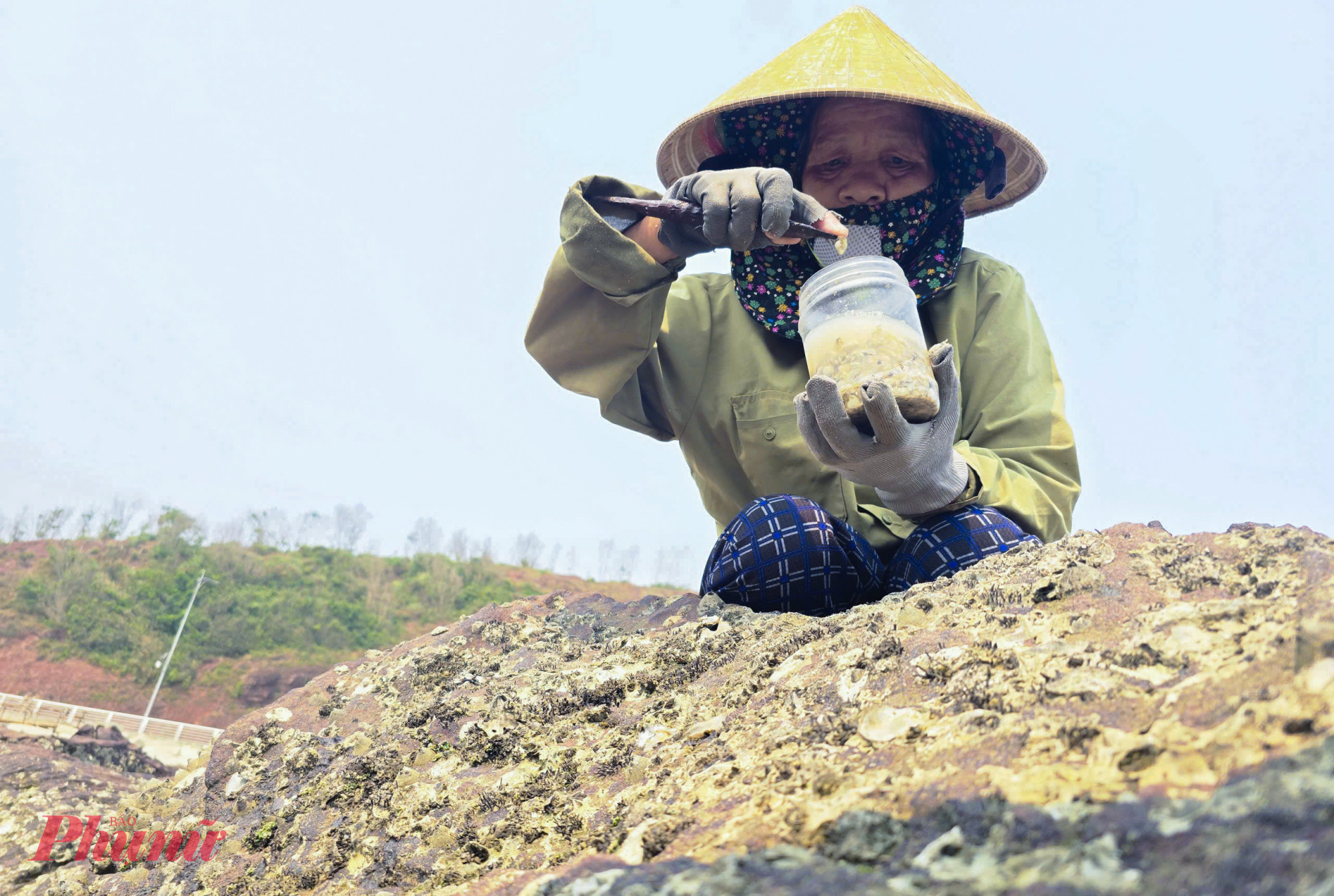 Bà Ngô Thị Tính (64 tuổi, trú xóm Bắc Sơn) cho biết, dưới cái nắng như thiêu đốt, công việc đục hàu càng thêm nhọc nhằn. Những con hàu bám ken đặc trên từng phiến đá, nhưng phải biết cách khai thác để tránh làm tay bị thương vừa làm nát lớp vỏ, bám vào ruột hàu.