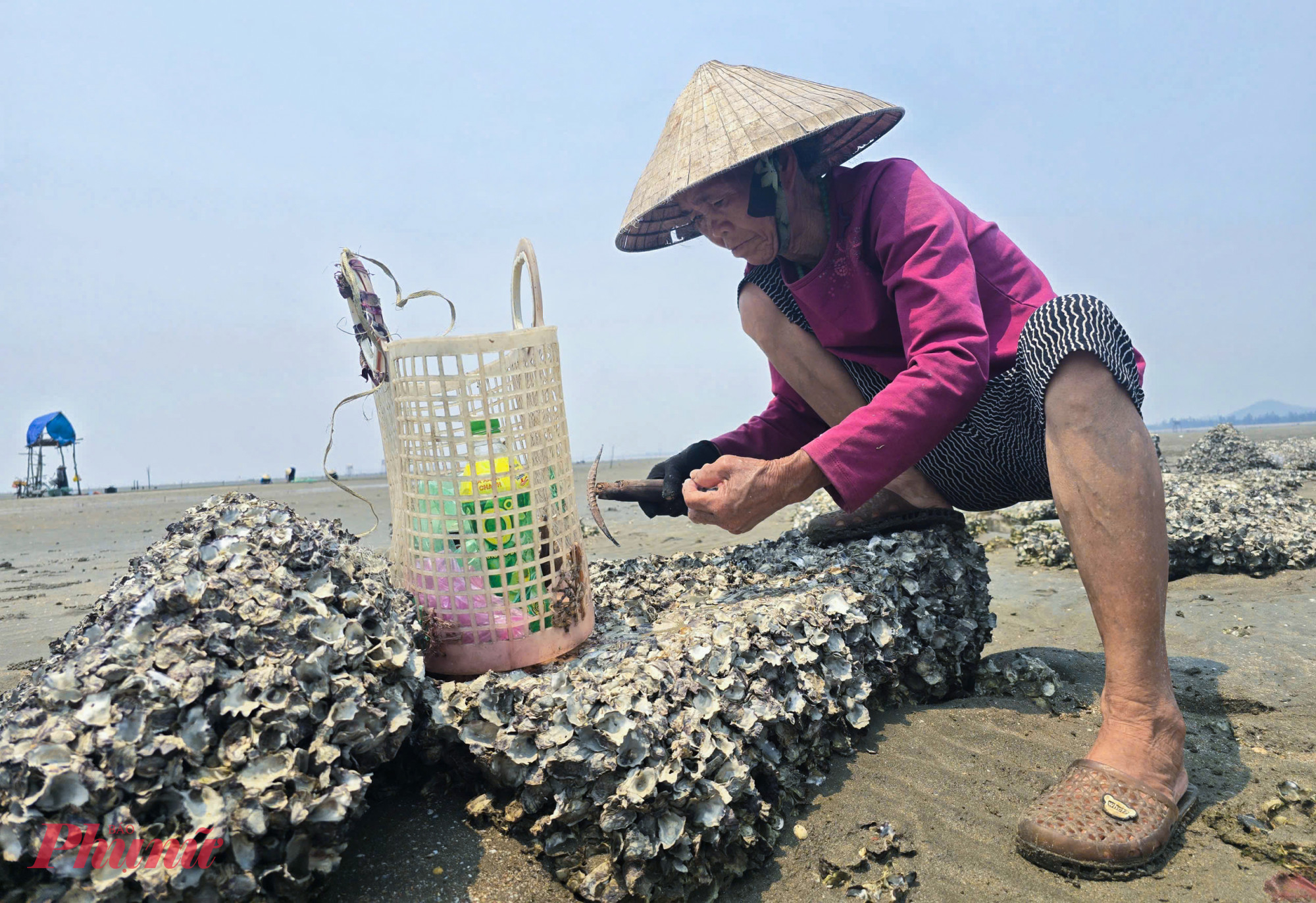 Nghề đục hàu gắn chặt với nhịp thở của biển, phụ thuộc hoàn toàn vào con nước. Mỗi khi thủy triều rút, để lộ những bãi đá nhấp nhô, cũng là lúc họ lặng lẽ mang theo dụng cụ, bước ra biển bắt đầu một ngày mưu sinh, tranh thủ từng giờ ngắn ngủi trước khi nước dâng trở lại.