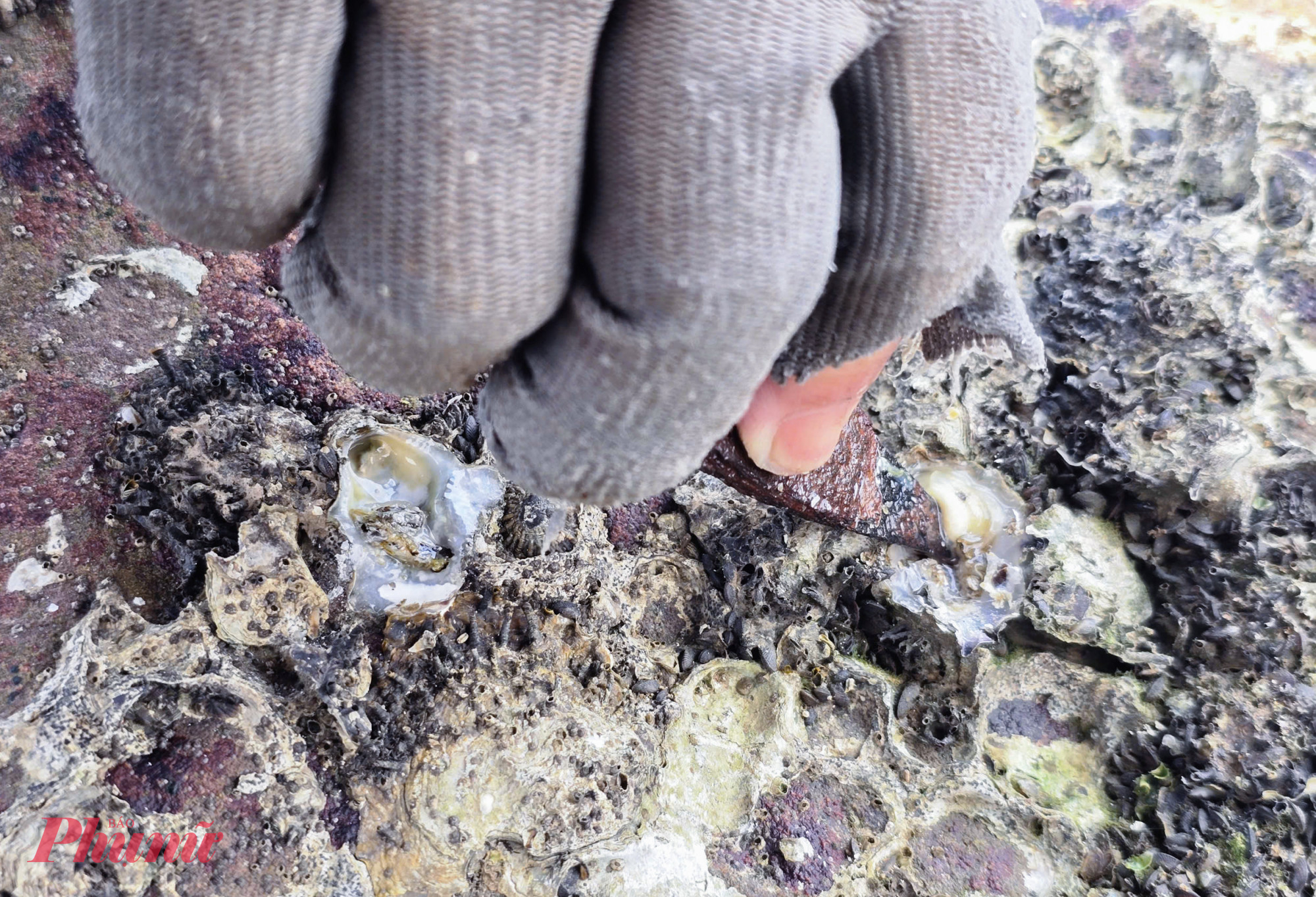 Khác với hàu nuôi, loại hàu sữa tự nhiên bám trên những tảng đá ở Cửa Hiền có kích thước nhỏ nhưng thịt chắc và đậm vị. Theo bà Ngô Thị Tính, mỗi buổi sáng, một người chỉ thu được khoảng 0,5-0,8kg ruột hàu. “Loại hàu này tuy nhỏ nhưng ăn rất ngọt, thơm hơn hàu nuôi nên du khách ưa chuộng lắm. Đục xong là chúng tôi tranh thủ mang đi bán ngay hoặc ra chợ, giá khoảng 160.000 đồng/kg” - bà Tính chia sẻ.