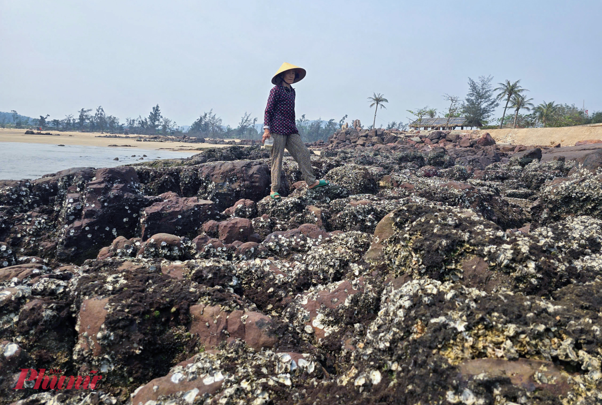 Khi thủy triều rút, bãi đá ở biển Cửa Hiền (xã An Châu, tỉnh Nghệ An) lộ ra với những tảng đá lớn nhỏ xếp chồng như một bức tranh tự nhiên kỳ thú. Đây không chỉ là điểm đến của du khách mà còn là “mỏ sinh kế” của nhiều phụ nữ địa phương.