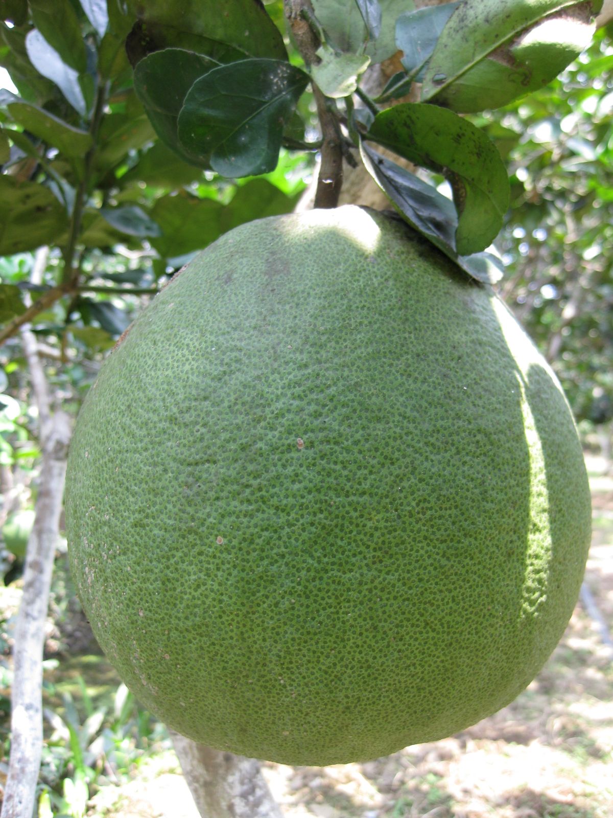 Bưởi da xanh được nhiều nông dân tỉnh Vĩnh Long canh tác, phục vụ xuất khẩu... Ảnh: CTV