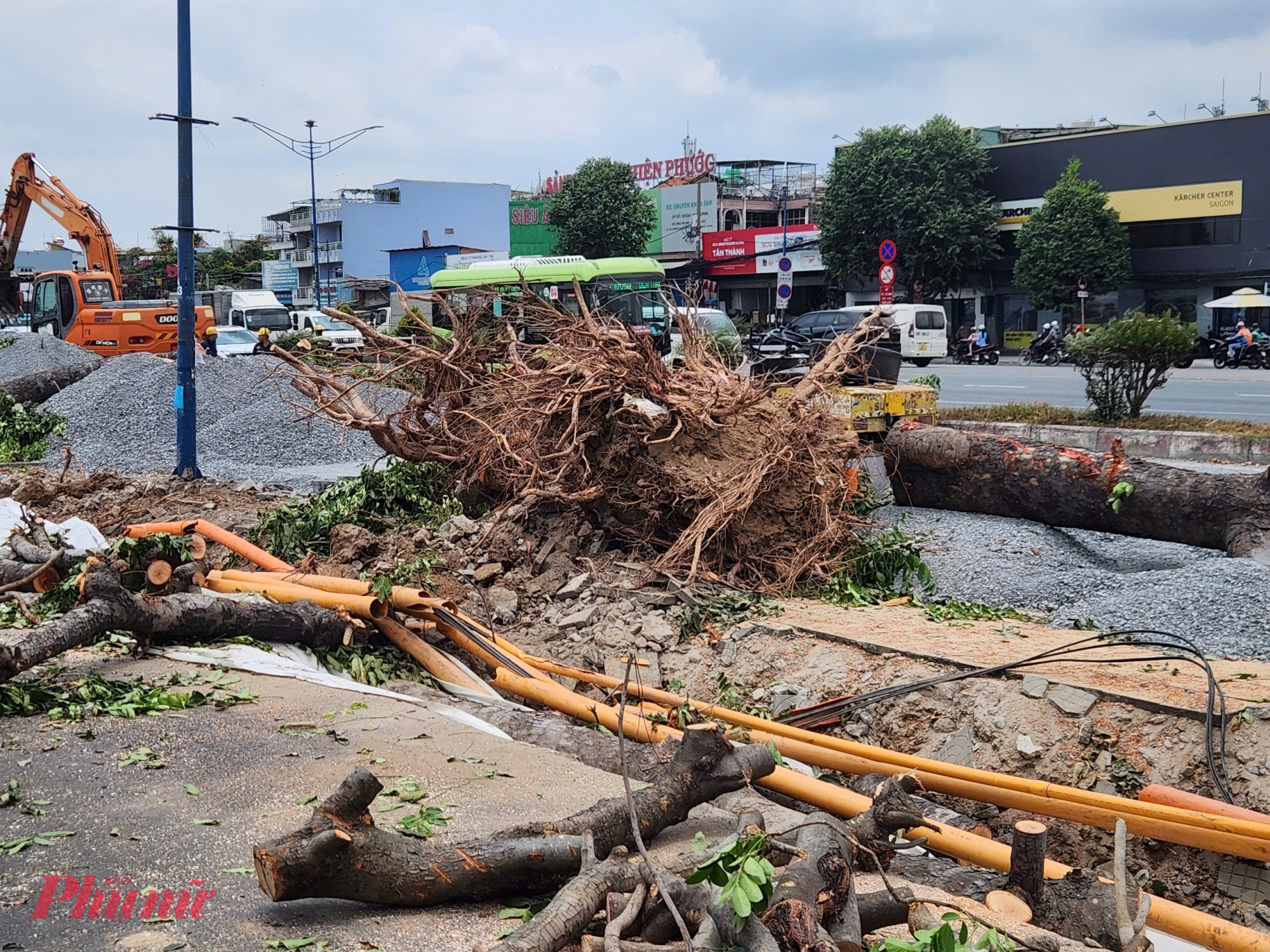 Những cây xanh còn xanh tốt, đủ điều kiện dưỡng sẽ được bứng rễ di dời 