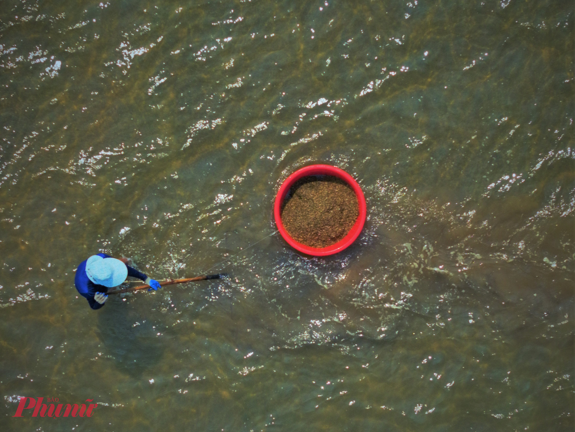 Với nhiều vùng nuôi tôm hùm trên cả nước, ốc xếp là nguồn thức ăn tươi, giá rẻ không thể thiếu - ảnh: Tuệ Lâm.