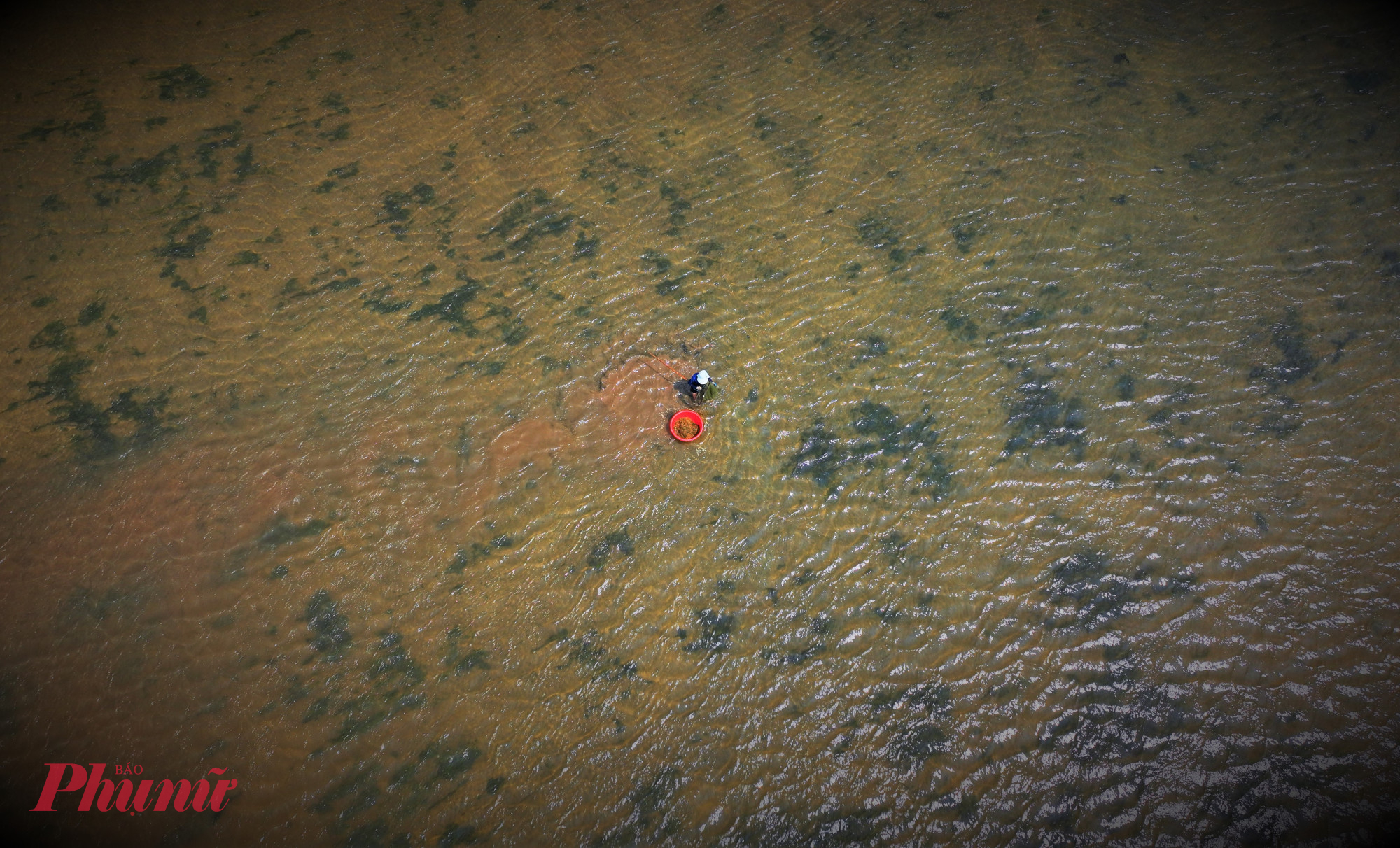 Công việc tưởng chừng đơn giản nhưng lại đòi hỏi sức bền đáng nể. Mỗi ngày, họ phải ngâm mình liên tục khoảng 10 giờ đồng hồ mới gom đủ lượng ốc đem bán - ảnh: Tuệ Lâm.