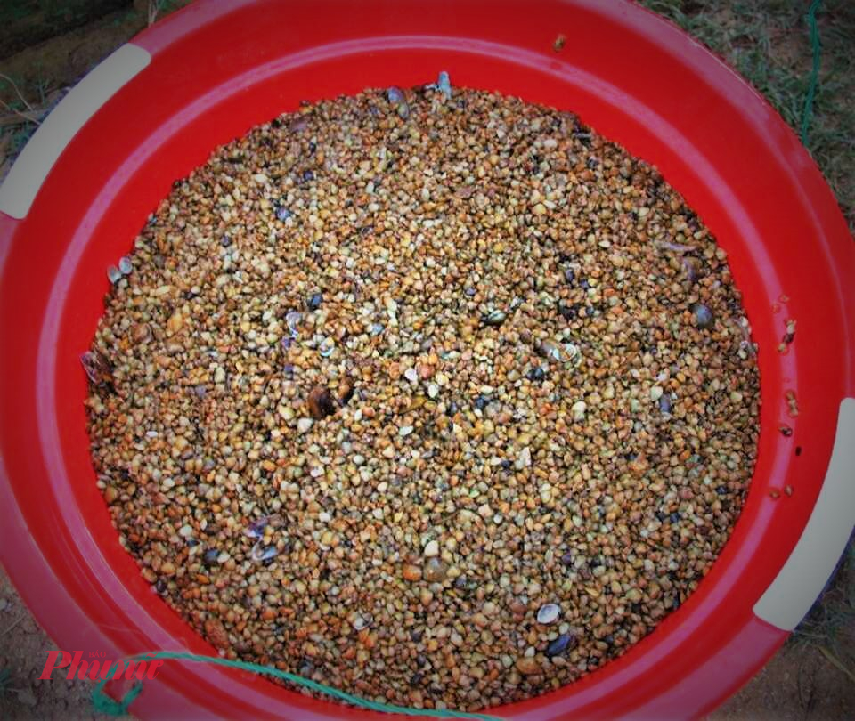 Ốc xếp, còn gọi là ốc ngọc trai, nhỏ li ti, bám sâu trong lớp bùn cát. Loài ốc này có quanh năm nhưng rộ nhất sau những cơn mưa đầu mùa, khi nước sông dâng cao và đục ngầu. 