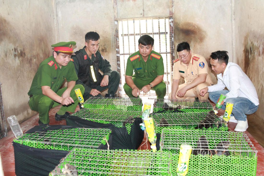 Hàng trăm cá thể động vật nguy cấp, quý hiếm được phát hiện trên xe khách - Ảnh công an cung cấp