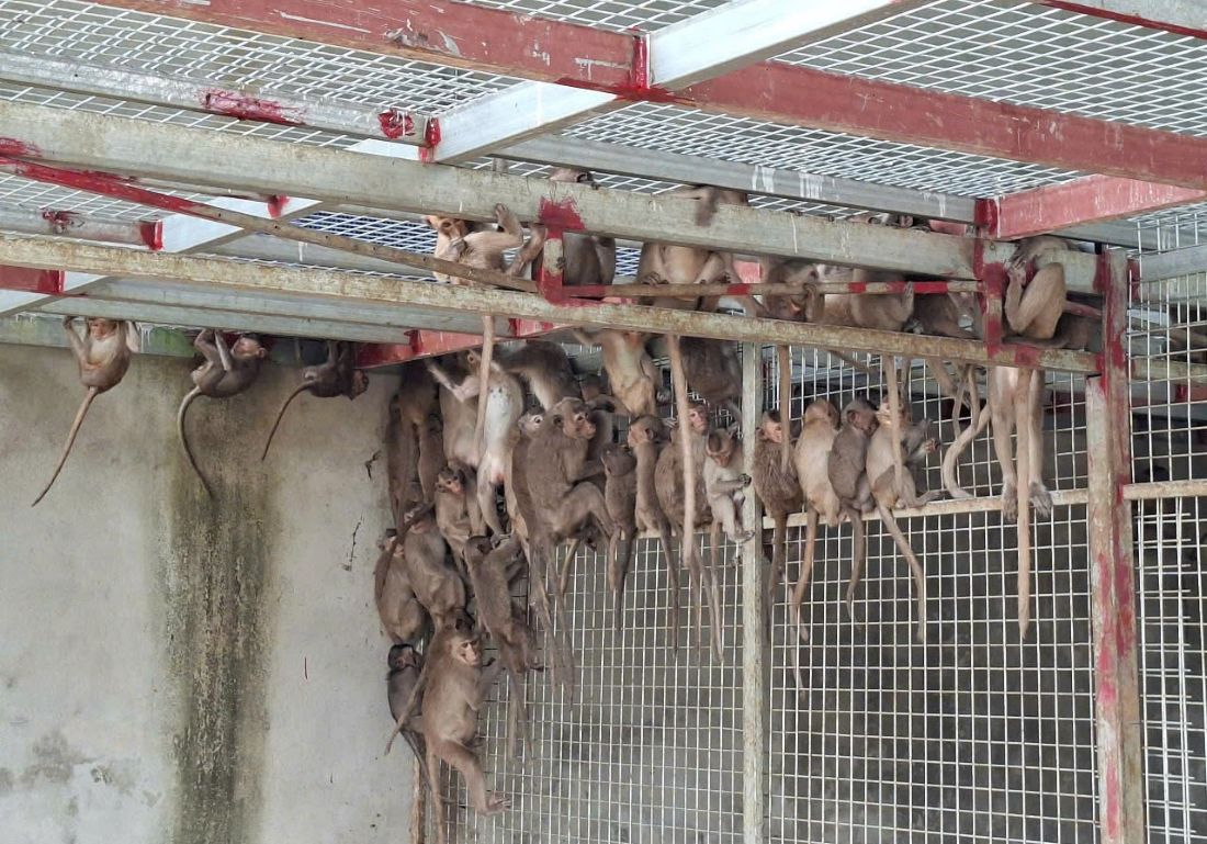 181 con khỉ thu giữ được trên xe khách - Ảnh công an cung cấp