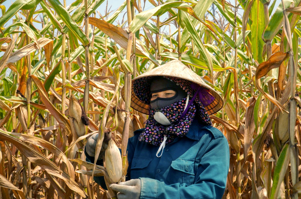 Nhiều diện tích cây nông nghiệp ở tỉnh Hà Tĩnh khô héo do nắng nóng kéo dài - ẢNH: KHÁNH TRUNG