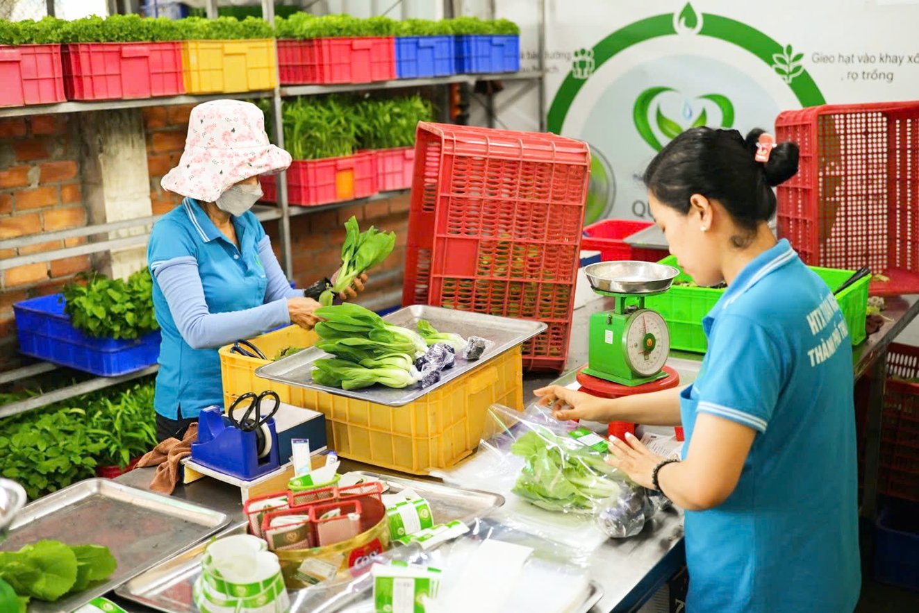 Công nhân Hợp tác xã Tuấn Ngọc sơ chế, đóng gói rau thủy canh - ẢNH: MAI CA