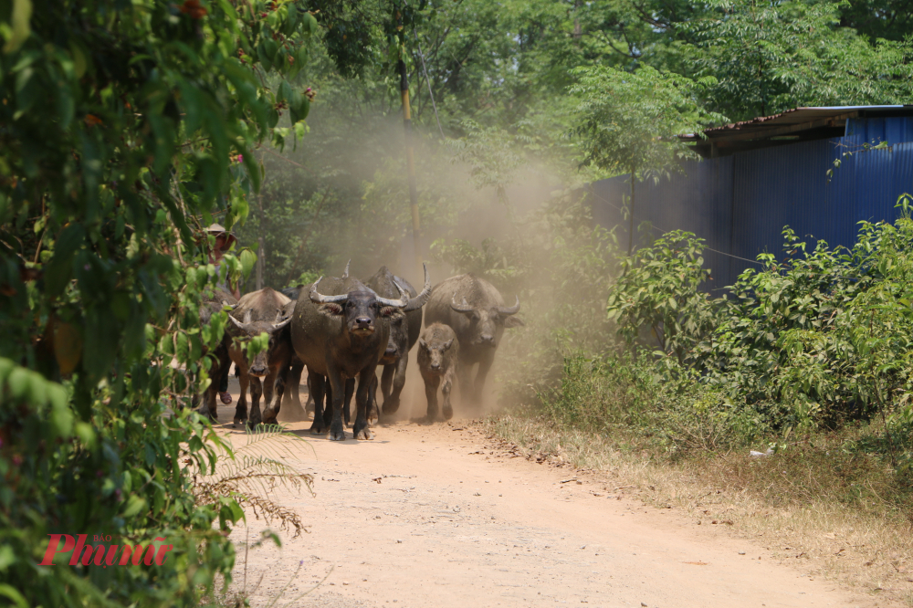 Khi dự án mọc lên, 108 hộ dân bị ảnh hưởng. Trong đó có 57 hộ bị ảnh hưởng về đất, 25 hộ kinh doanh chính, 16 hộ kinh doanh phụ, 1 hộ xây dựng nhà quán, 7 hộ kinh doanh nhà nghỉ 