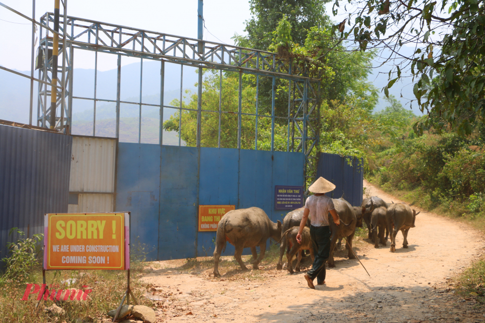 Do mất việc kinh doanh khi dự án mọc lên, giờ bà con phải chuyển sang chăn nuôi ttr