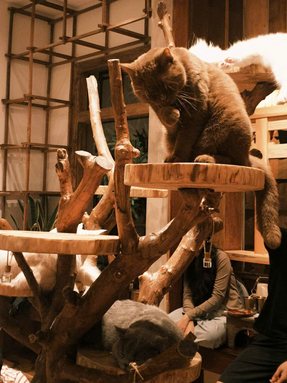 Điểm thú vị của quán nằm ở concept “mèo” xuyên suốt, từ trang trí đến trải nghiệm. Những chi tiết nhỏ như ly tách, tranh treo tường hay góc decor đều mang hình ảnh đáng yêu, tạo nên cảm giác gần gũi và thư giãn. Không gian không quá lớn nhưng được bố trí hợp lý, mỗi góc đều có thể trở thành một “khung hình Nhật Bản thu nhỏ” khiến giới trẻ đặc biệt yêu thích.