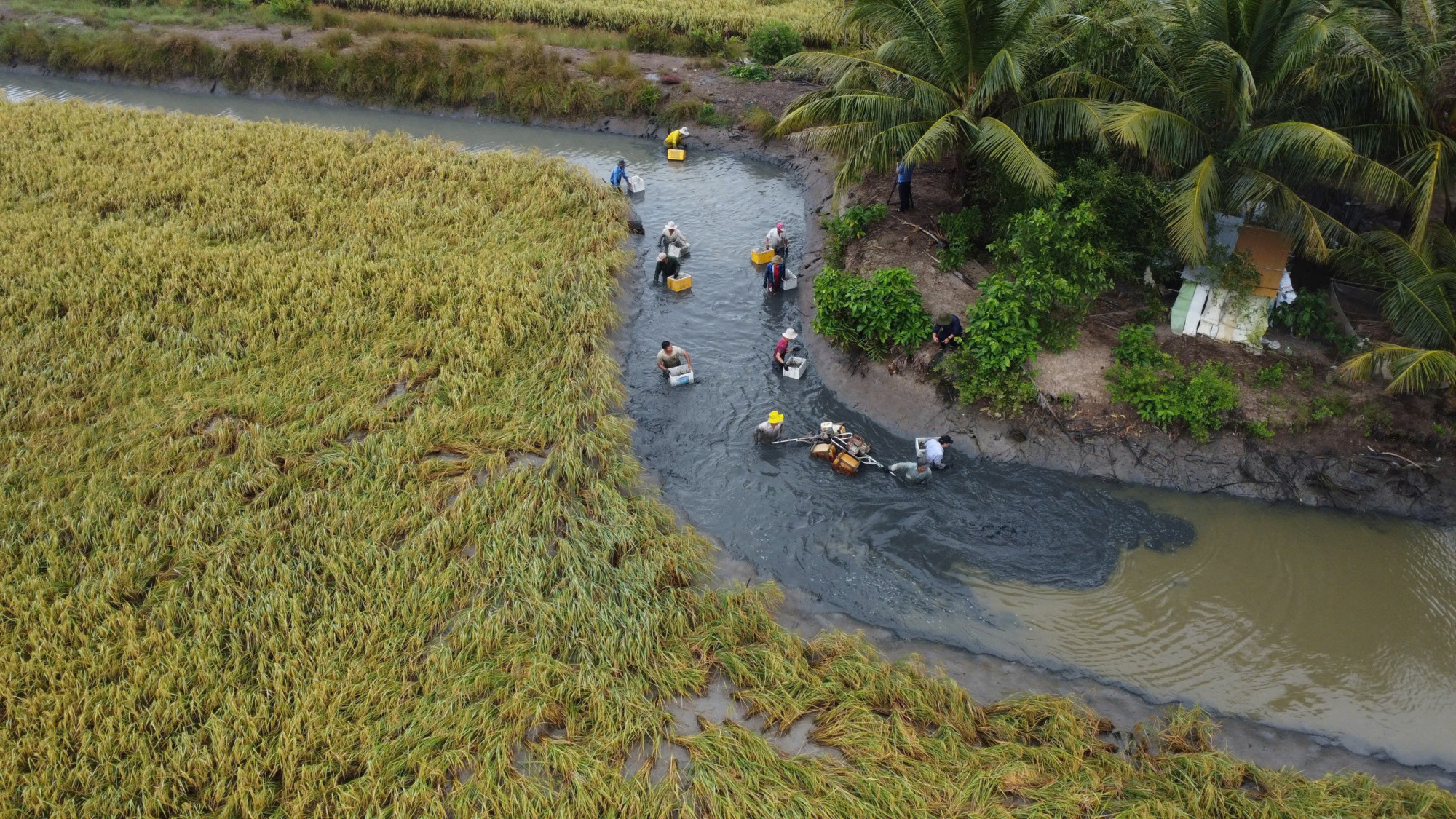Sản xuất lúa - tôm là thế mạnh của tỉnh Cà Mau... Ảnh: CTV