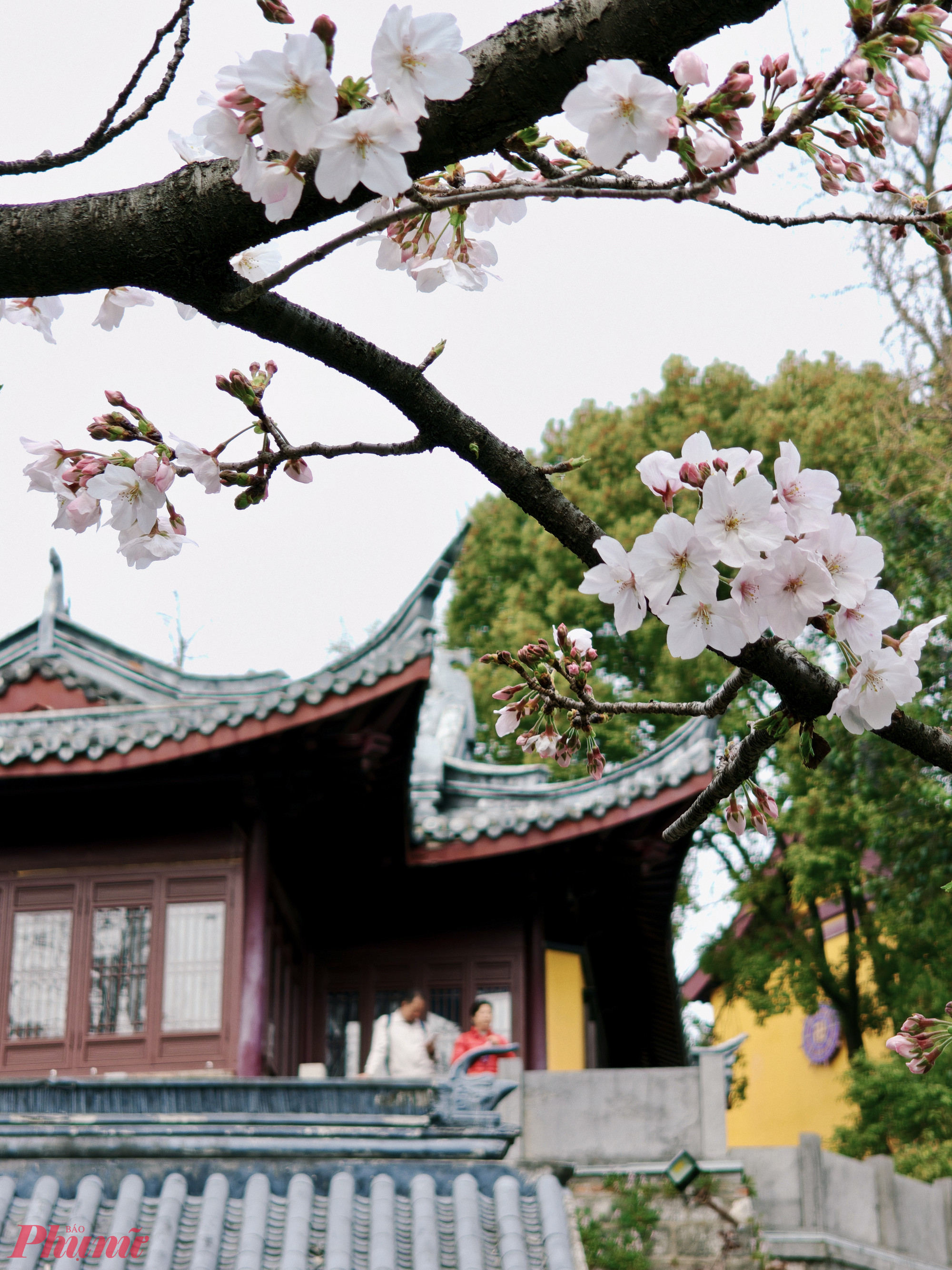 Dòng người đến chùa khá đông, nhưng chỉ cần bước qua cổng và ngẩng lên nhìn những lớp mái cổ thấp thoáng sau tán hoa, tôi đã hiểu vì sao nơi đây luôn là điểm hẹn quen thuộc của những ai muốn tìm một Nam Kinh vừa thơ mộng, vừa sâu lắng.