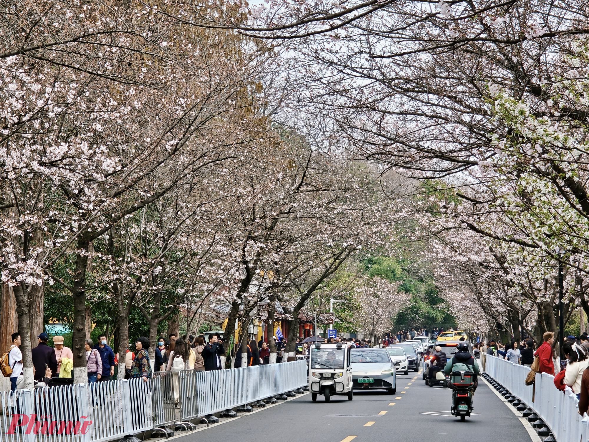 Nhưng điều khiến chùa Kê Minh trở nên nổi tiếng không chỉ có bề dày lịch sử hơn một thiên niên kỷ. Mỗi độ xuân về, khi đất trời đón mùa hoa mới, khu vực quanh chùa và con đường vãn cảnh lại trở thành một trong những điểm du xuân được người dân và du khách yêu thích, khi những lối đi gần chùa và khu hồ Huyền Vũ bước vào mùa hoa nở.