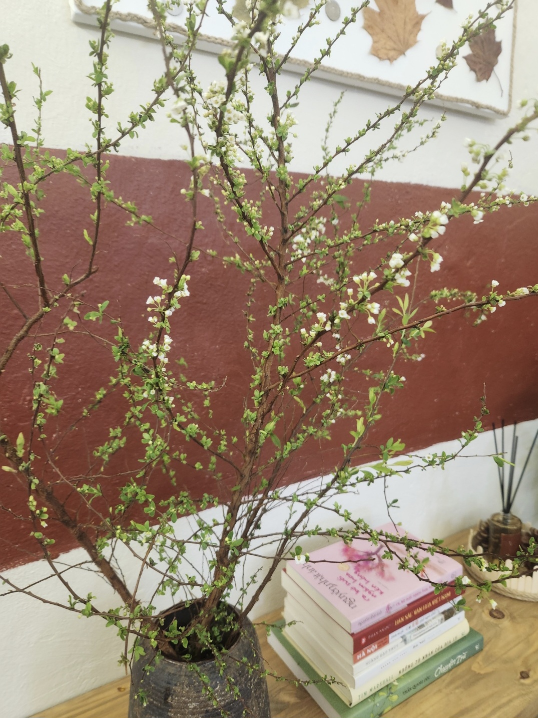 Chơi tuyết mai bền hơn những loại hoa khác - Ảnh: T.A