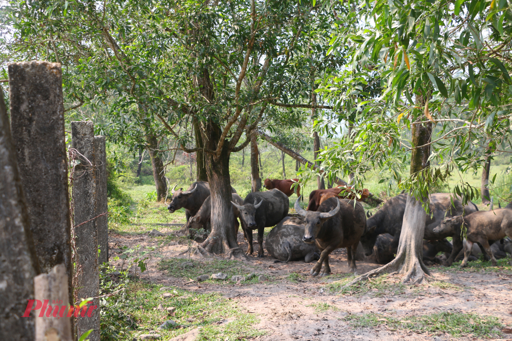 Trong Khu xử lý rác thải rắn Lộc Thủy hiện tại đã được bà con địa phương tháo dở tường rào phục vụ cho việc chăn thả trâu bò bên trong.