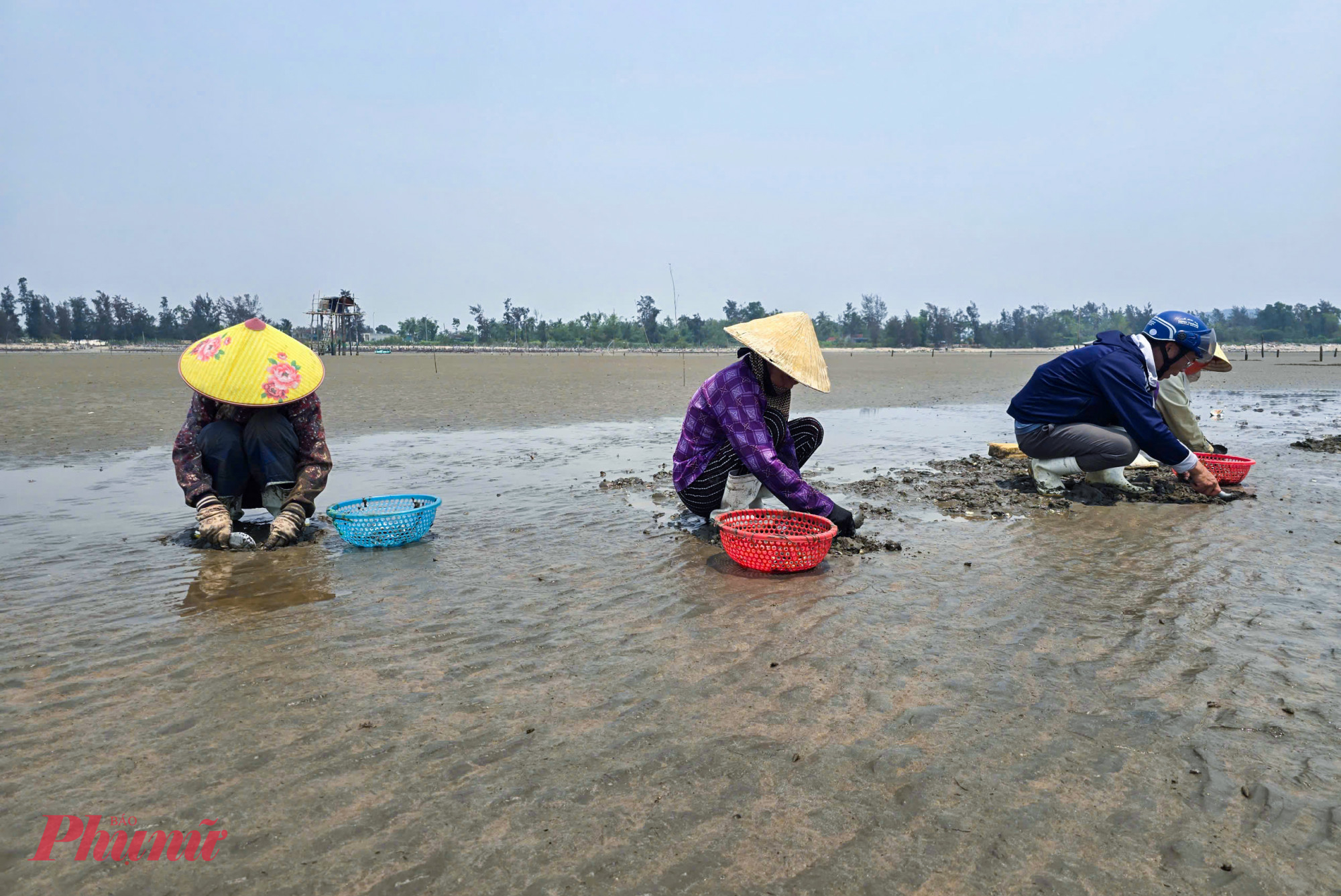 Từ sáng tinh mơ, khi thủy triều bắt đầu rút, bãi cát ven biển xã Quỳnh Phú (tỉnh Nghệ An) dần lộ ra, cũng là lúc những người phụ nữ mưu sinh với nghề nuôi và thu hoạch ngao bắt đầu ngày làm việc. Dù chưa phải chính vụ, nhưng không khí trên “vựa ngao” hơn 100ha này vẫn nhộn nhịp, khẩn trương theo từng nhịp thở của biển.