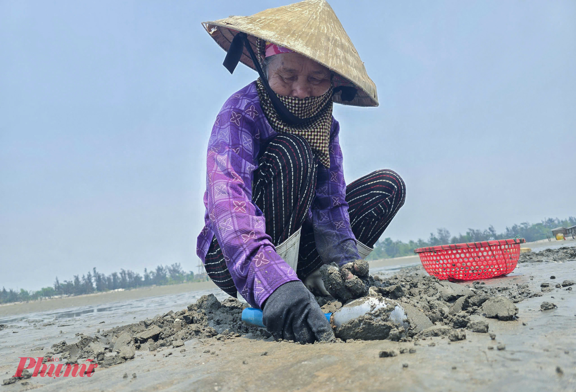 Giữa cái nắng gần 40 độ C, hàng chục lao động vẫn miệt mài bám bãi triều. Bà Hồ Thị Chắt (75 tuổi, trú xóm Thành Công, xã Quỳnh Phú) cho biết, nghề cào ngao không quá nặng nhọc nhưng đòi hỏi sức bền và sự kiên trì. 