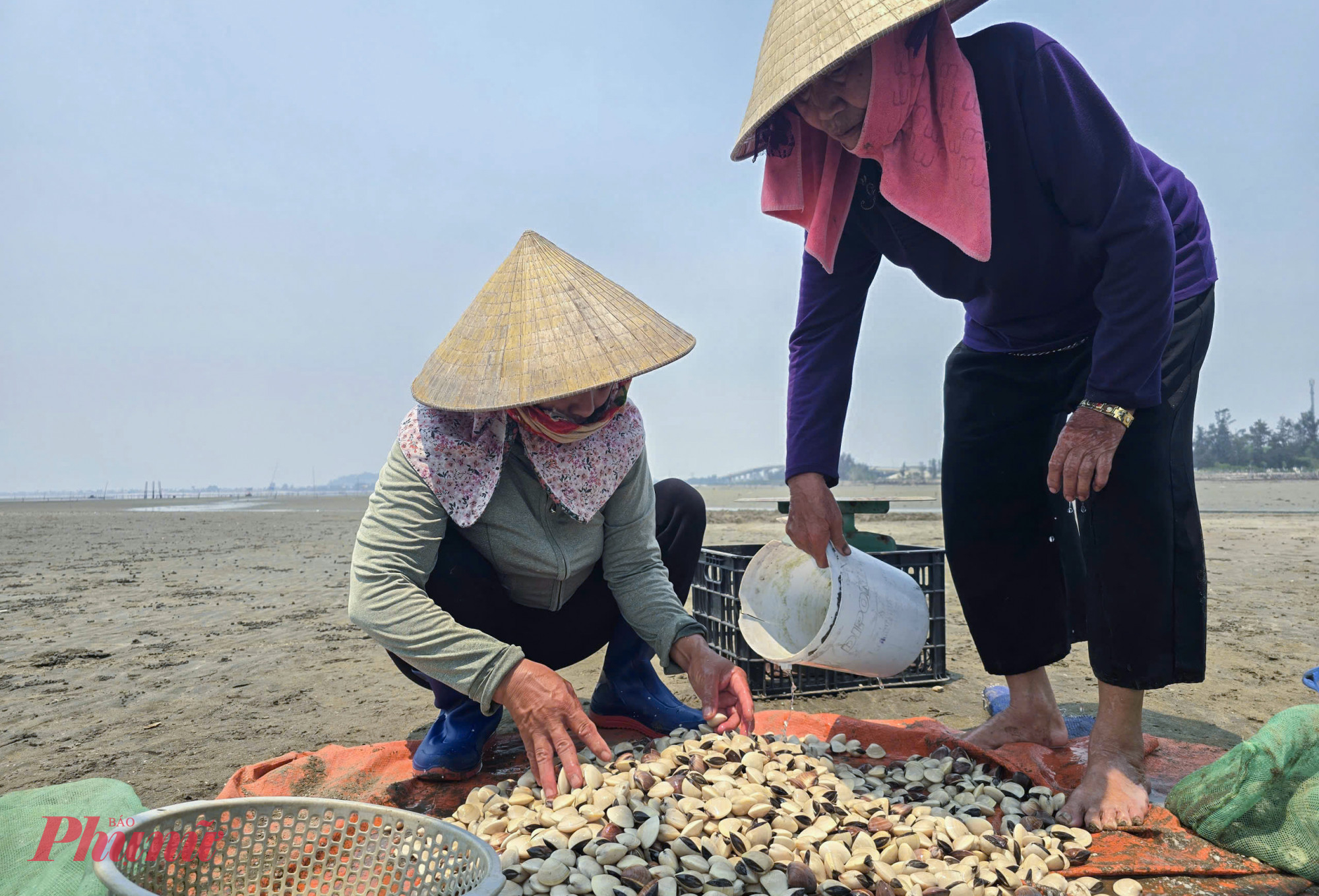 Sở hữu hơn 3ha ngao trên bãi triều, ông Tô Thanh Biên (65 tuổi, trú xóm Thành Công) nói rằng, dù bị thất thoát khá nhiều trong những đợt mưa lũ năm 2025, song vụ ngao này vẫn được xem là thắng lợi. Với năng suất kiến khoảng 8-9 tấn/ha, nếu giá vẫn được “neo cao” mức 22.000 đồng/kg như hiện nay, gia đình ông có thể thu về hàng trăm triệu đồng. 