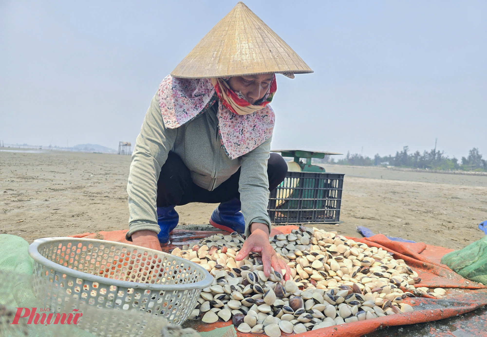 Hơn 5 năm gắn bó với nghề nuôi ngao, ông Biên cho biết loài nhuyễn thể 2 mảnh này tưởng dễ nuôi nhưng thực tế lại không hề đơn giản. Người nuôi gần như không phải cho ăn, chỉ cần cải tạo bãi, chọn vị trí phù hợp rồi thả giống, nhưng hiệu quả lại phụ thuộc phần lớn vào thiên nhiên.