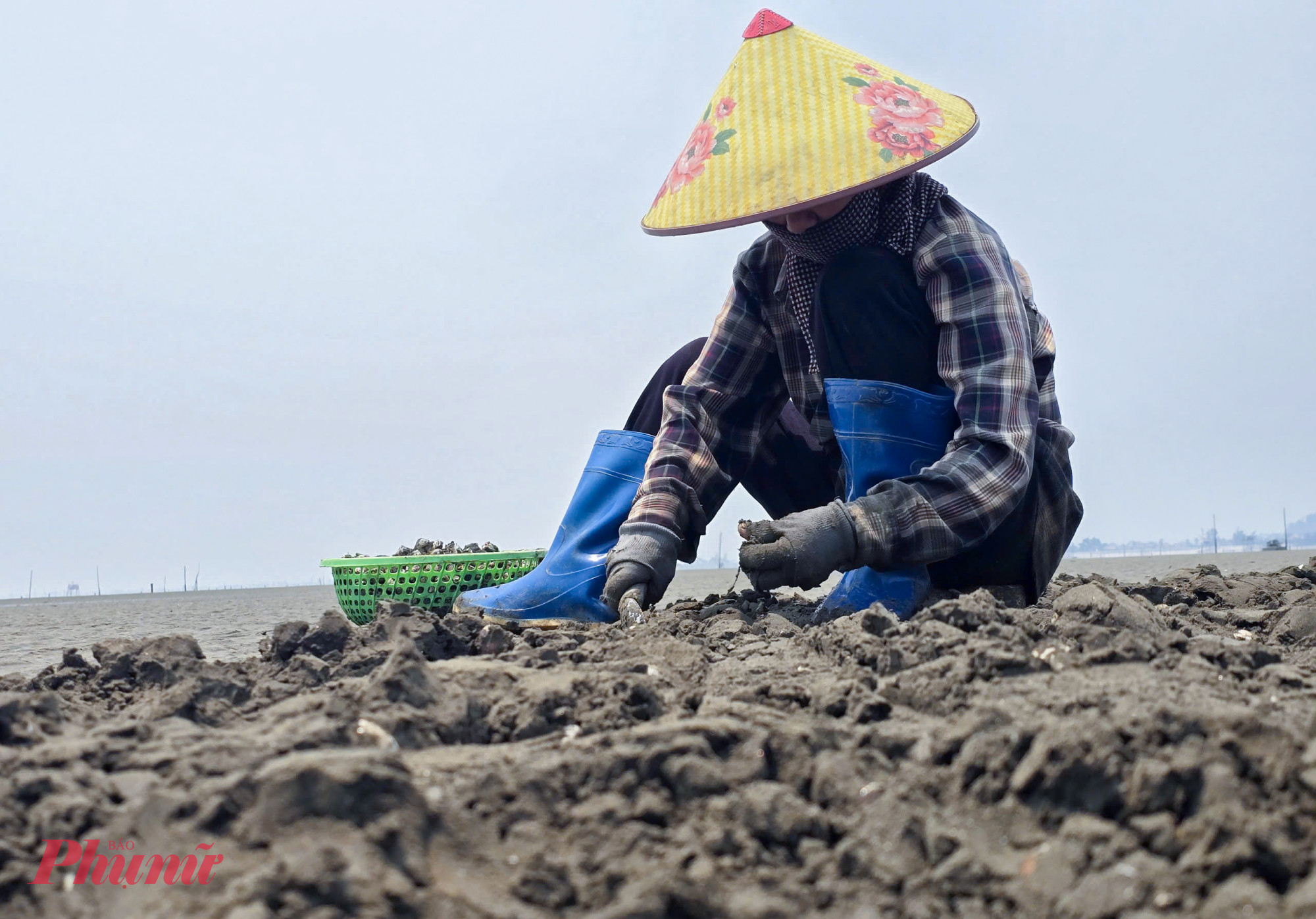 Bà Nguyễn Thị Lý (67 tuổi, trú xóm Thành Công) cho biết, thu nhập của lao động chủ yếu được tính theo sản lượng. Trung bình mỗi ngày, một người có thể cào được khoảng 80-100kg ngao, tương ứng với mức thu nhập từ 200.000-250.000 đồng.