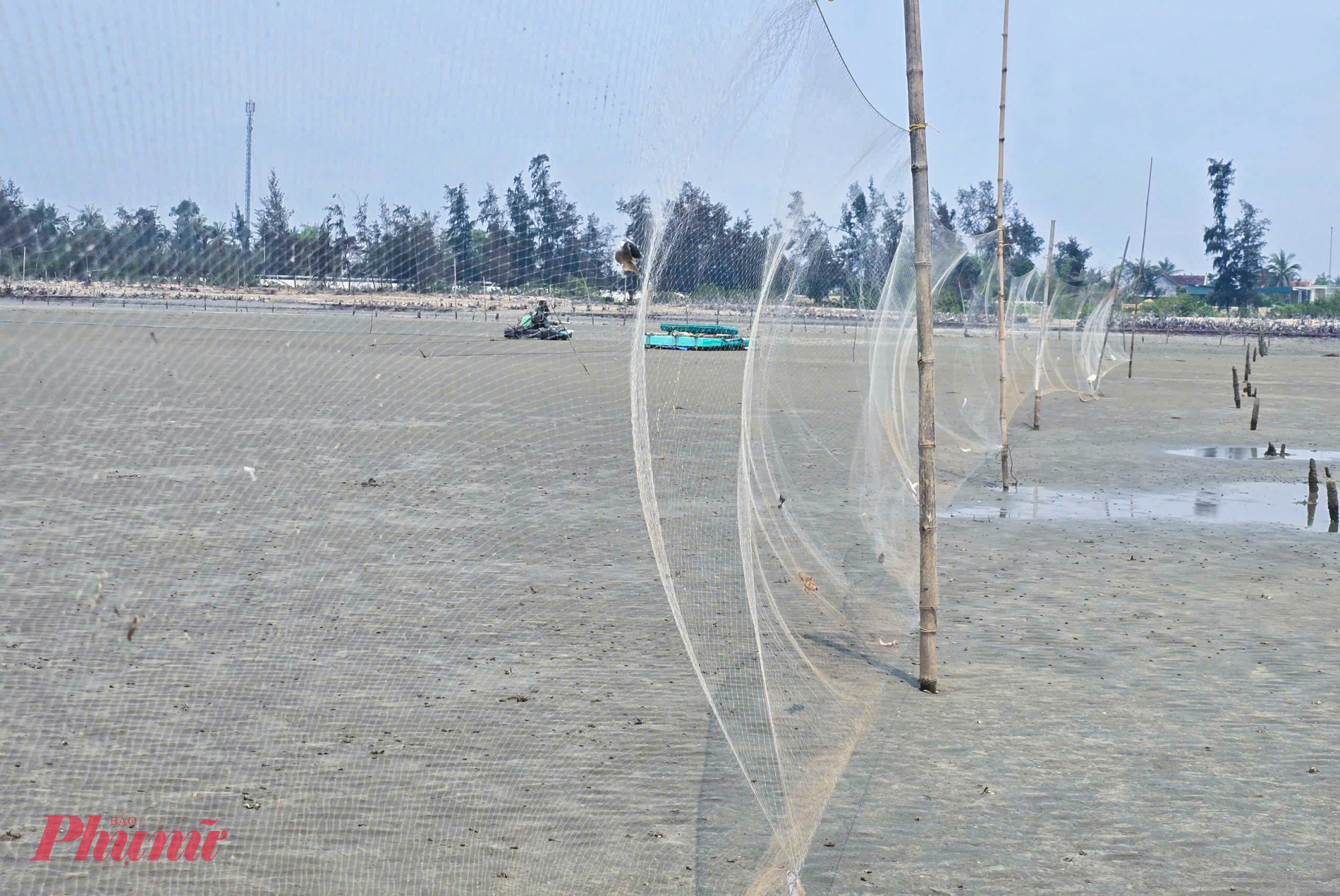 Sau vụ thu hoạch cuối cùng, người nuôi ngao lại tất bật đóng cọc, vây lưới, làm sạch cát để chuẩn bị xuống giống vụ mới.