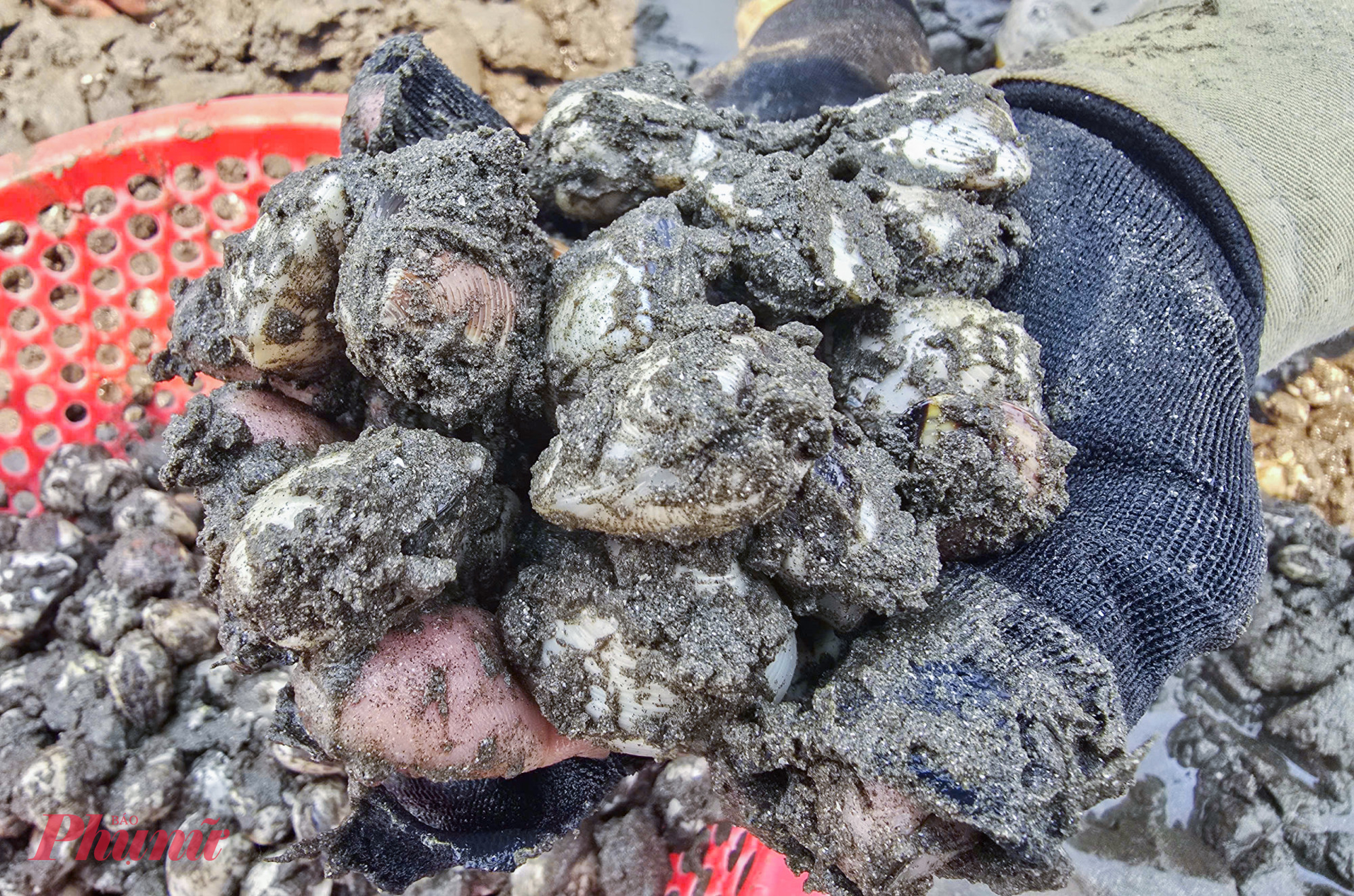 Với người dân nơi đây, mỗi vụ nuôi ngao được ví như một “canh bạc” với thiên nhiên. “Nếu thuận lợi, mỗi ha ngao có thể lãi khoảng 200 triệu đồng, nhưng cũng có năm mất trắng vì ngao chết hàng loạt do dịch bệnh hoặc môi trường thay đổi” - ông Biên chia sẻ.