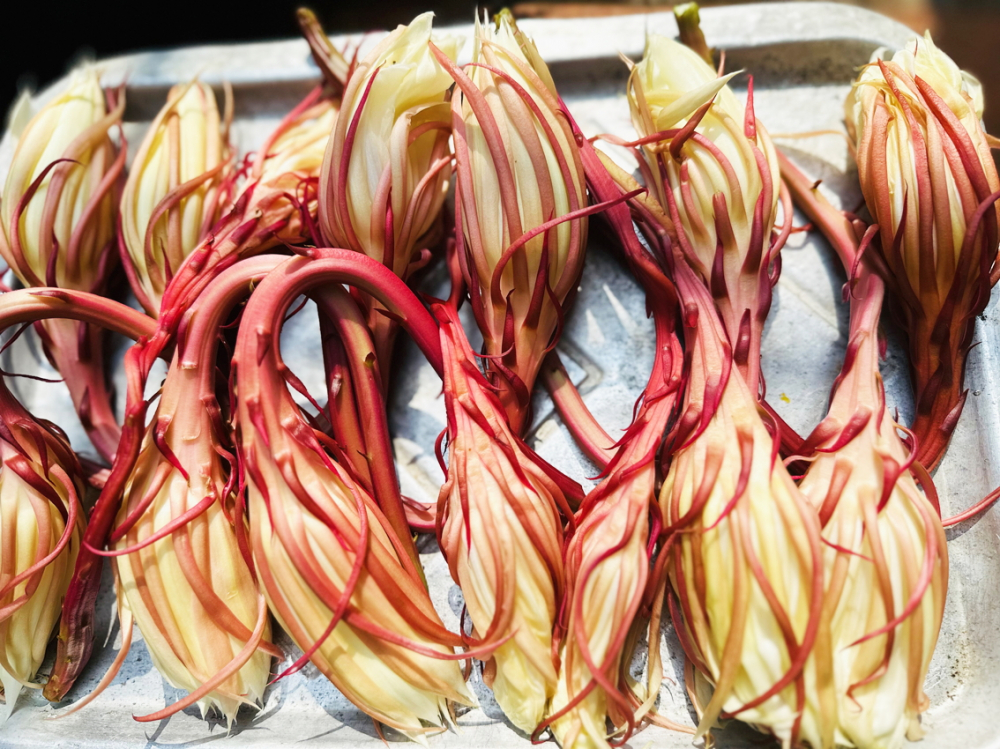 Hoa quỳnh chuẩn bị đem phơi - Ảnh do tác giả cung cấp