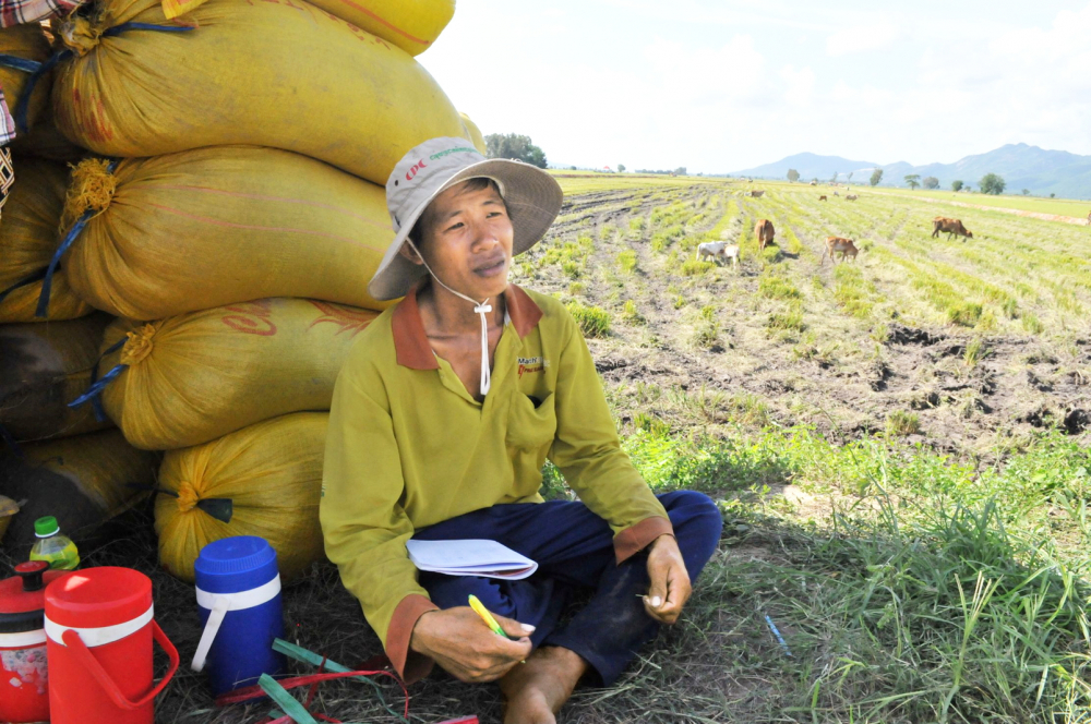 Do giá vật tư đầu vào tăng cao, trong khi giá lúa thấp,  nên nông dân ở An Giang không có lãi nhiều