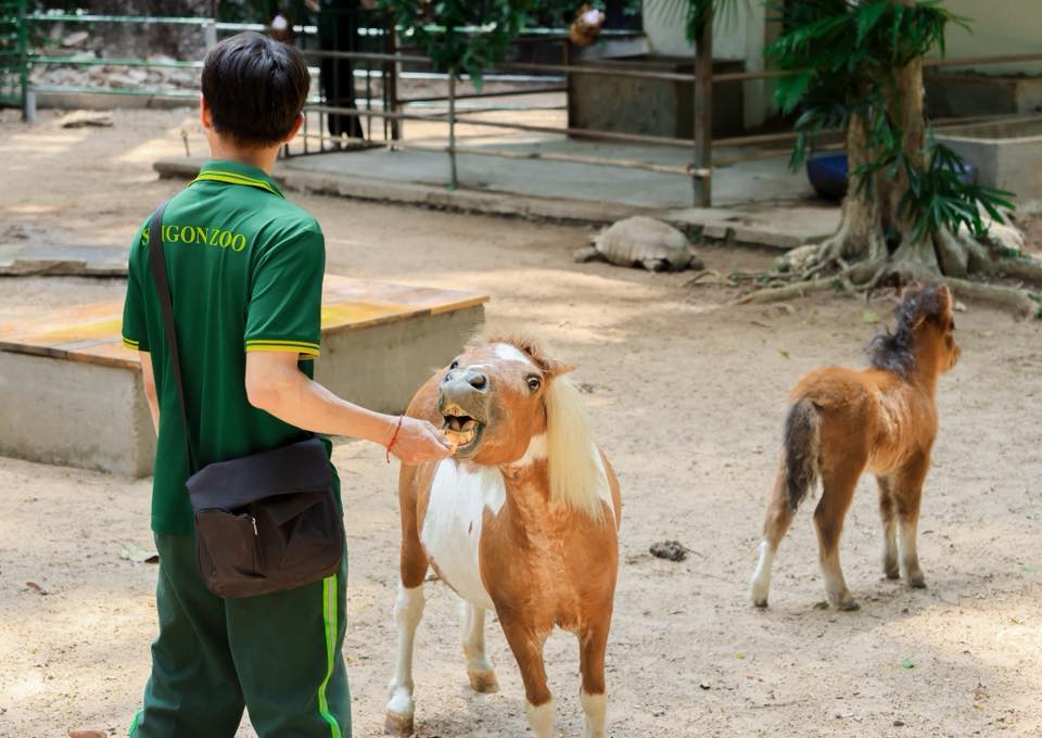 1. Thảo Cầm Viên Sài Gòn 8 Rộng hơn 20ha, Thảo Cầm Viên được xem như “lá phổi xanh” hiếm hoi giữa Sài Gòn. Bên trong là những hàng cây cổ thụ lớn, tán rộng nên đi đâu cũng thấy mát, nhất là buổi sáng sớm. Không chỉ là công viên, nơi này còn là sở thú với nhiều loài như hươu, voi, hổ, chim… nên trẻ con rất thích. Các bạn trẻ cũng hay vào đây dạo mát, chụp ảnh, tìm một góc yên tĩnh để nghỉ ngơi. Không cầu kỳ, nhưng đủ xanh – đủ mát – đủ thư giãn cho một ngày “trốn nóng” ngay trong thành phố.