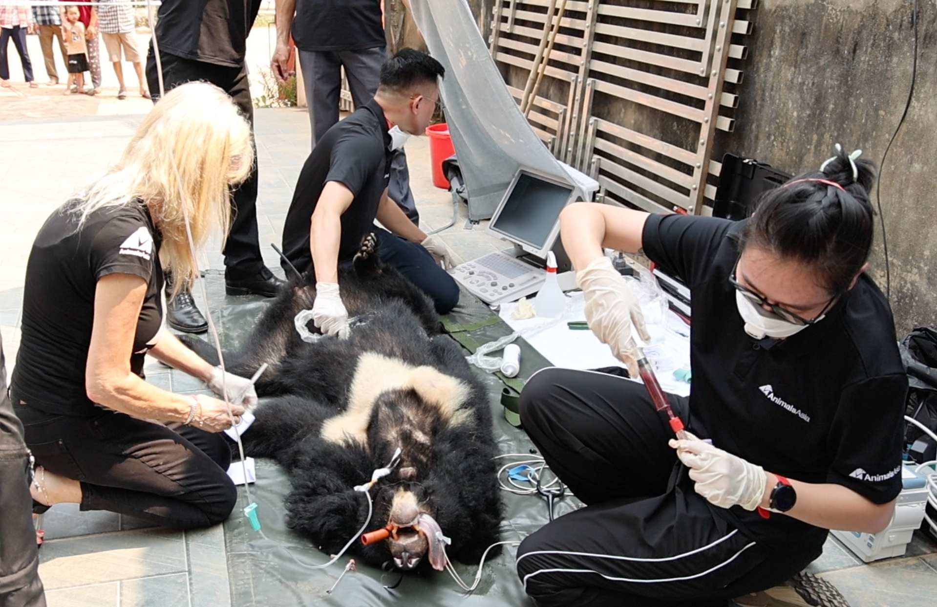 Gấu được gây mê để vận chuyển về Vườn quốc gia Bạch Mã - Ảnh: Hoàng Long