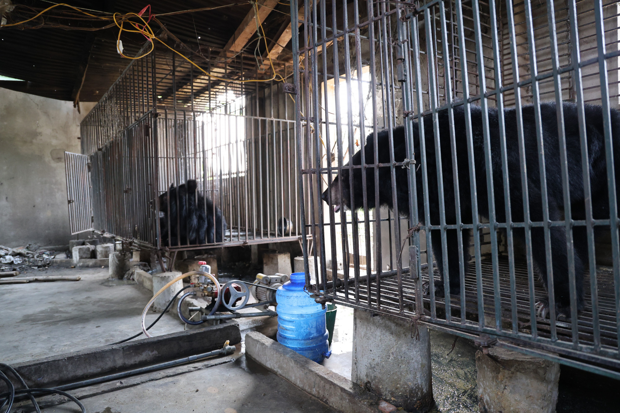 2 con gấu ngựa được một gia đình nuôi trong chuồng sắt suốt hàng chục năm qua - Ảnh: Hoàng Long