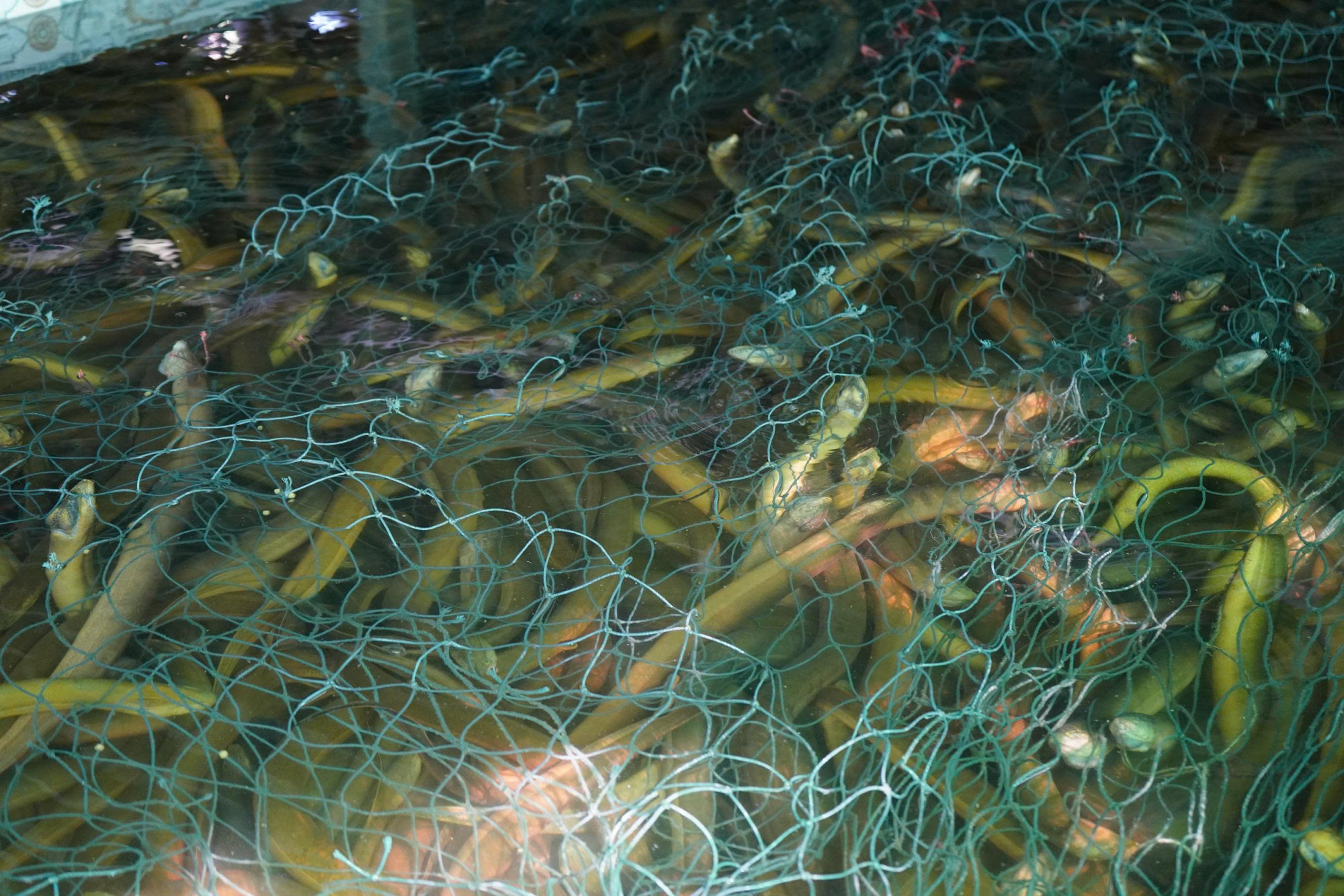 Cà Mau: Nông dân gặp khó vì còn tồn khoảng 100 tấn lươn quá lứa... Ảnh: Hoàng Thịnh