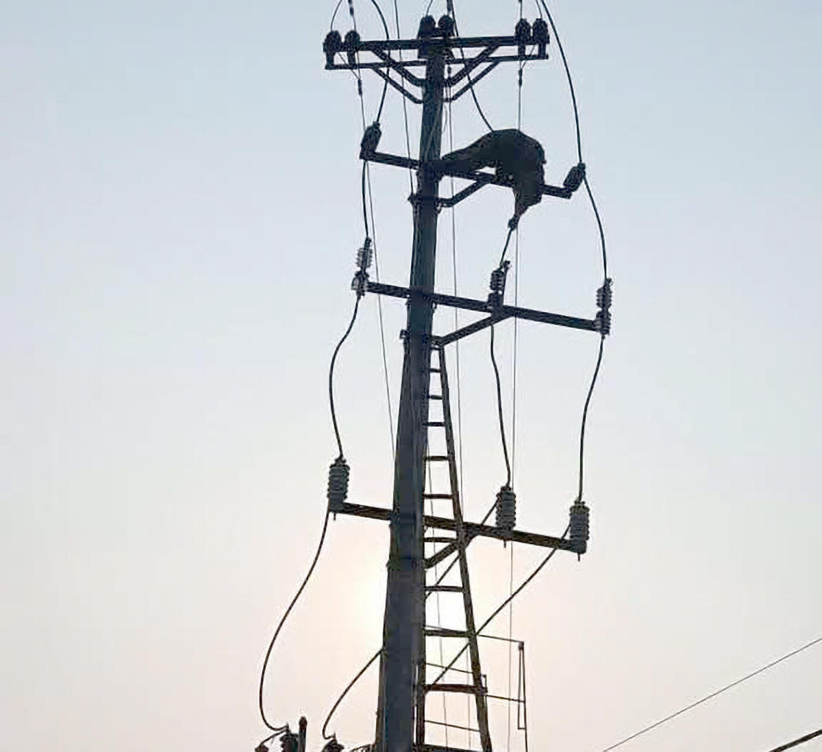 Thi thể nam thanh niên được phát hiện treo trên cột điện đường dây 35kV - Ảnh: Ngọc Anh