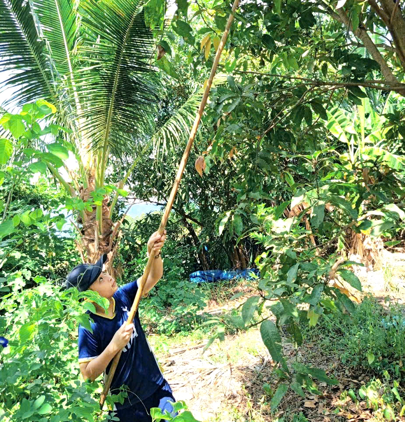 Cháu tác giả hái xoài phụ bà - ẢNH: TRÚC THANH