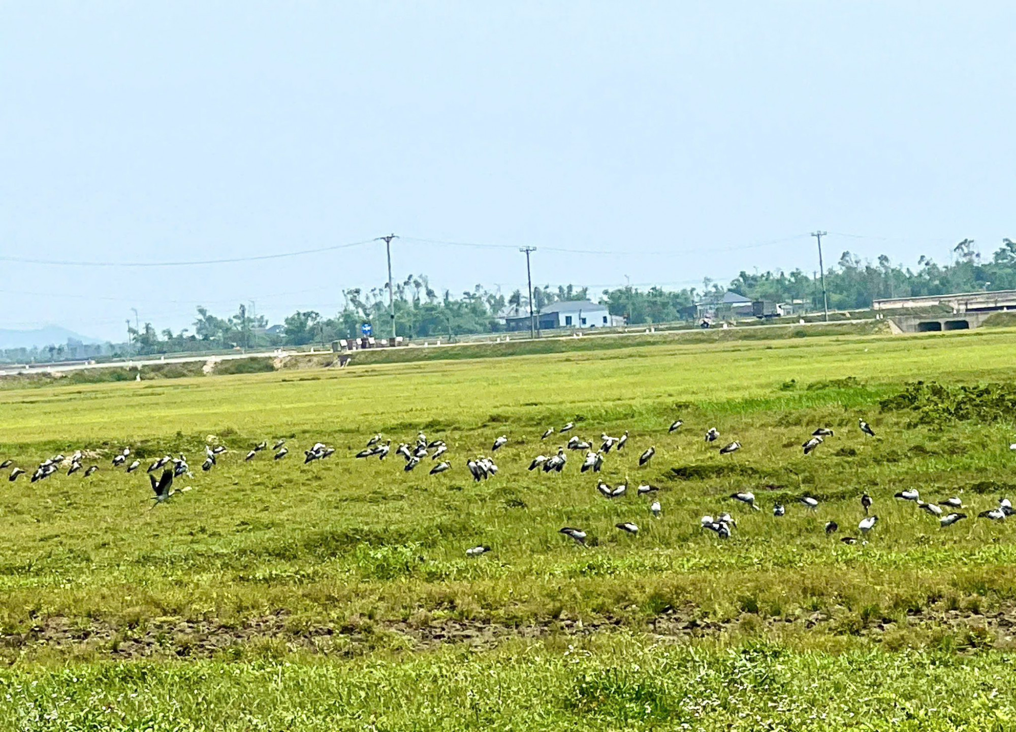 Đàn cò nhạn kiếm ăn trên cánh đồng ở phường Sông Trí - Ảnh: Hoàng Anh