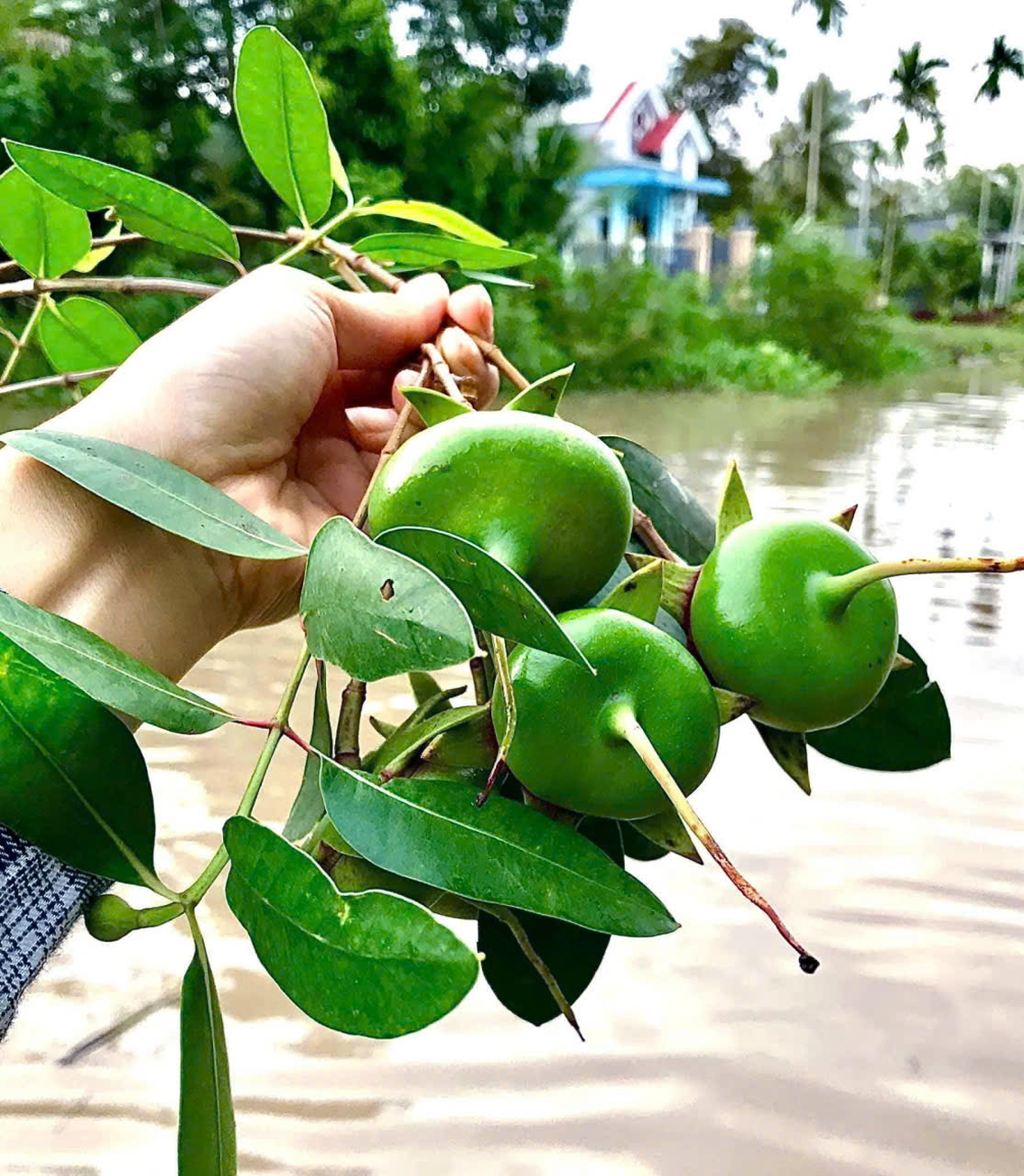 Trái bần xanh - Ảnh do tác giả cung cấp 