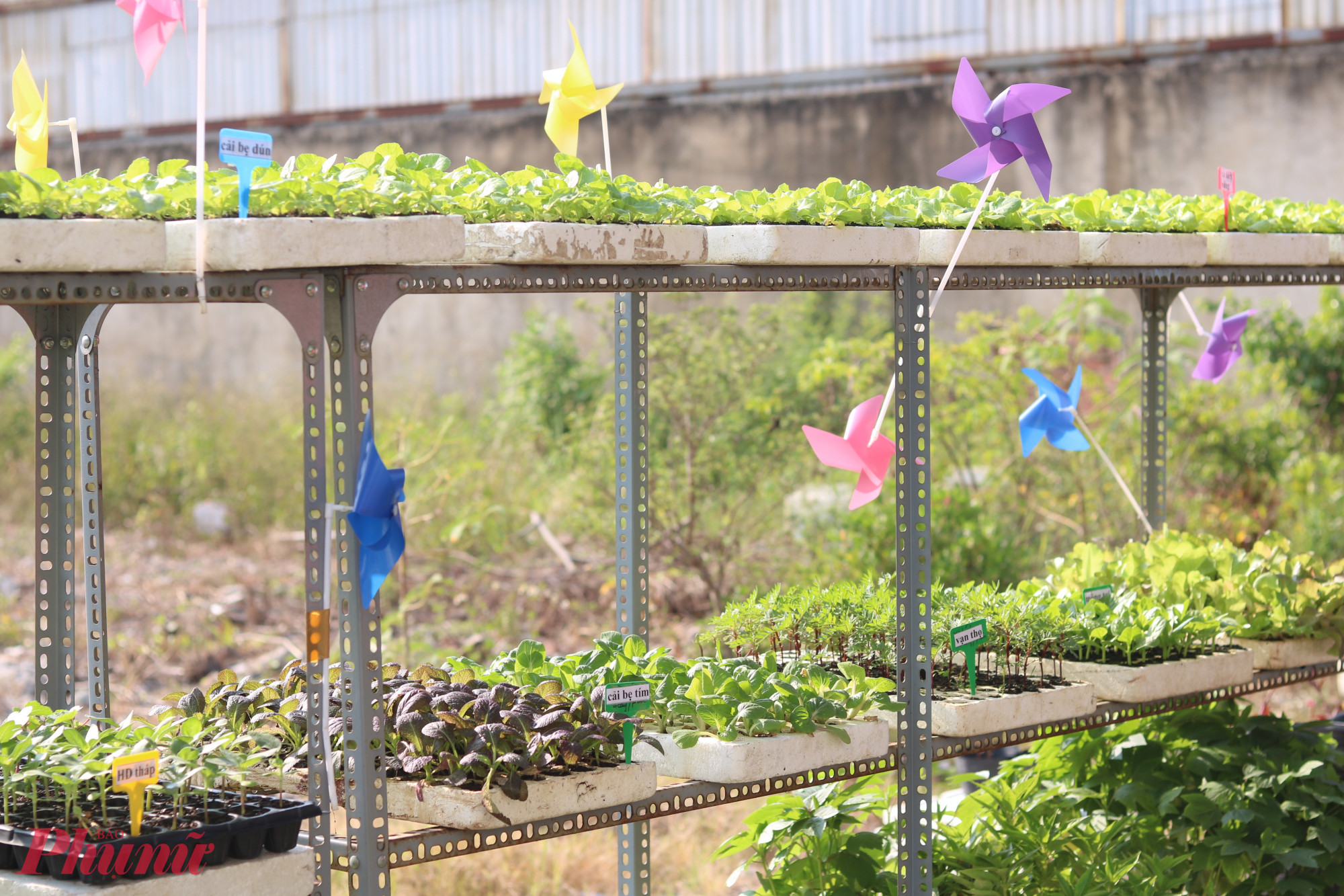 Trên các kệ đều có bảng tên cây con để thuận tiện cho mọi người khi lựa chọn - Ảnh: Thảo Nguyên