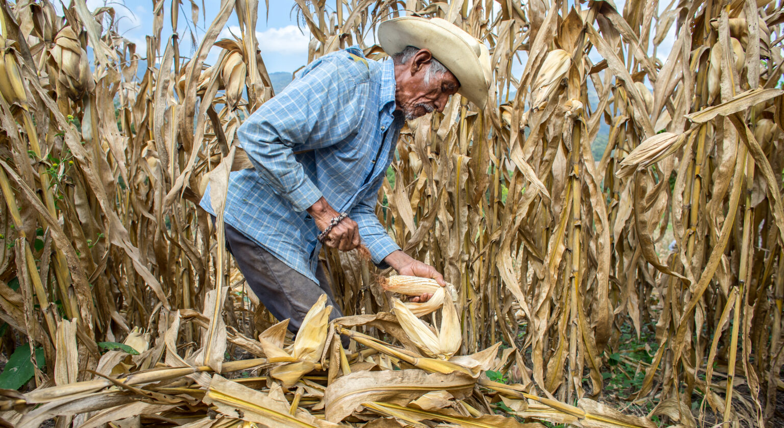Nông dân Cipriano Cruz Arce, 74 tuổi, thu hoạch bắp ở cộng đồng Monterrey, bang Chiapas, Mexico - Ảnh: P. Lowe/CIMMYT
