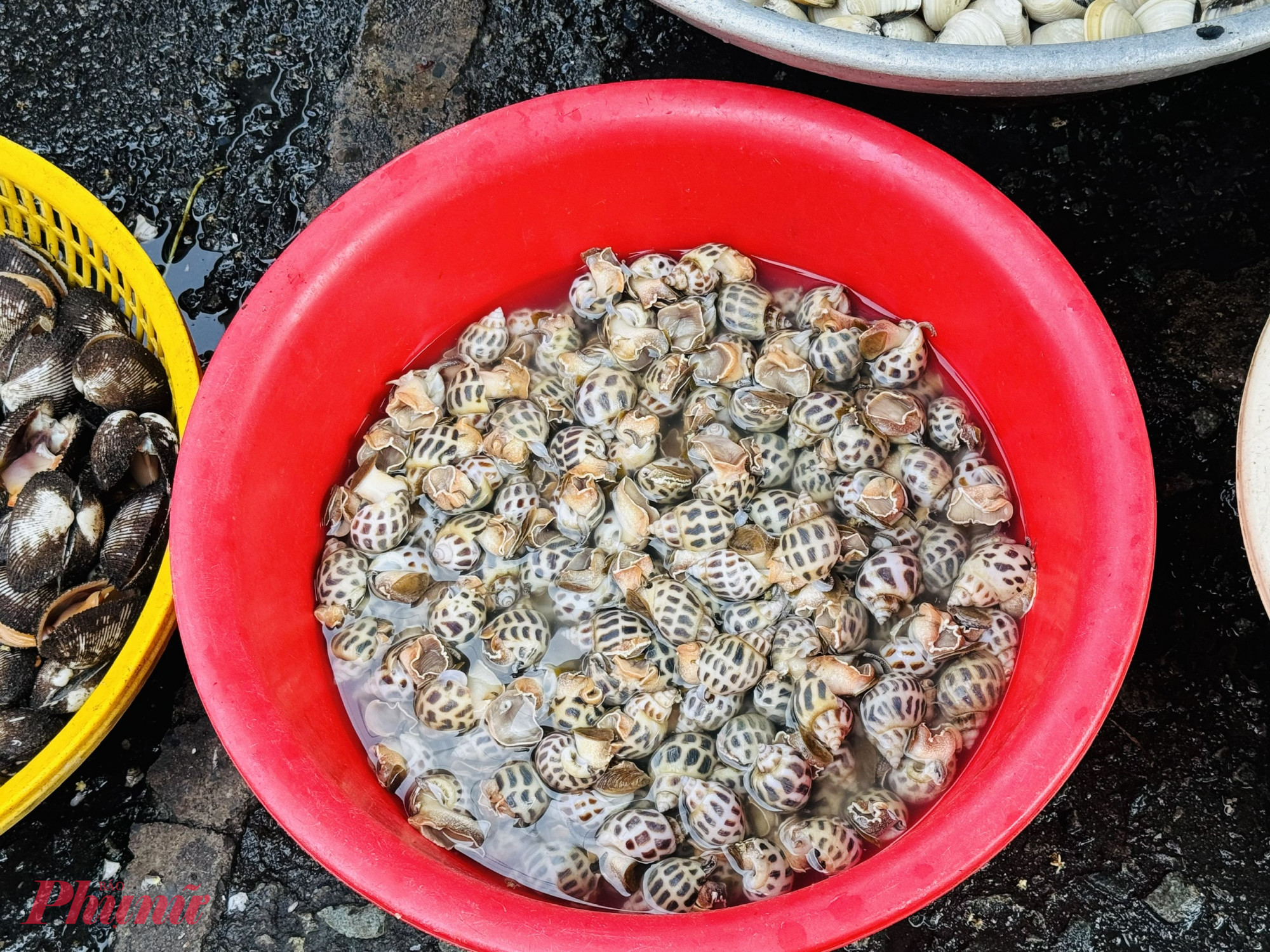 Ốc hương cỡ này giá 400.000 đồng/kg, có tăng nhẹ 20.000 đồng/kg so với ngày thường