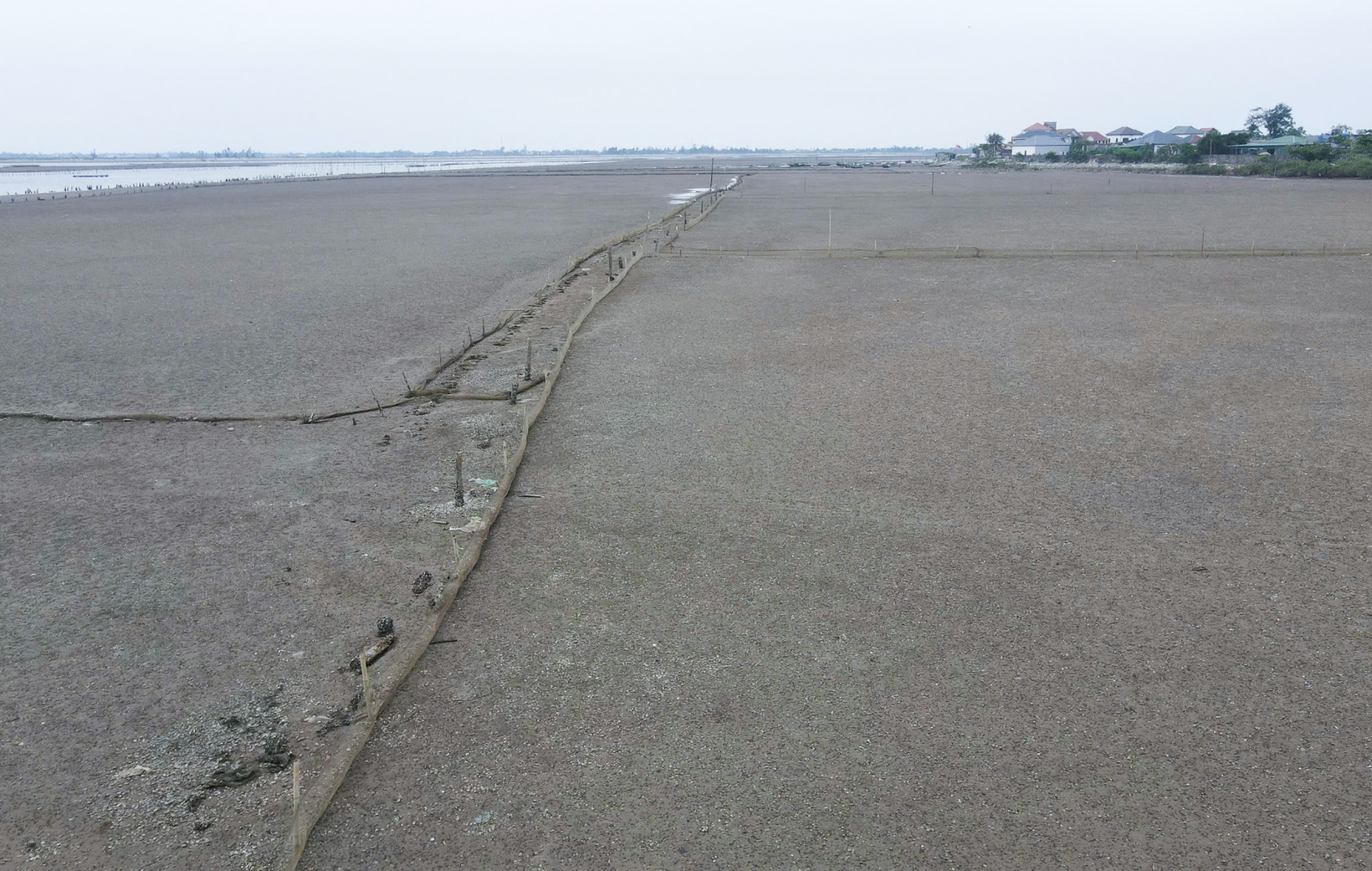 Ngao chết bất thường xuất hiện hàng loạt trên bãi đầm ở xã Mai Phụ - Ảnh: Khánh Trung