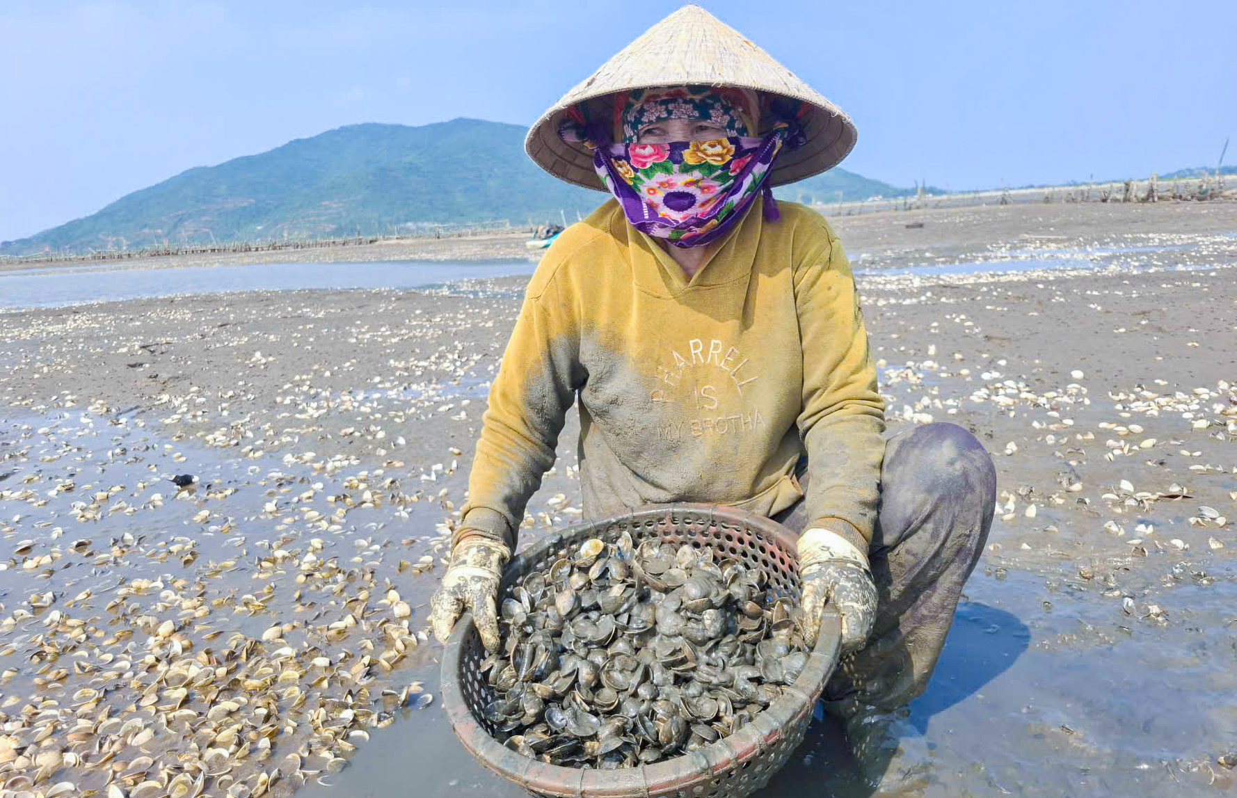 Bà Dũng xót xa nhìn ngao chết trắng trên đầm trước ngày thu hoạch - Ảnh: Khánh Trung